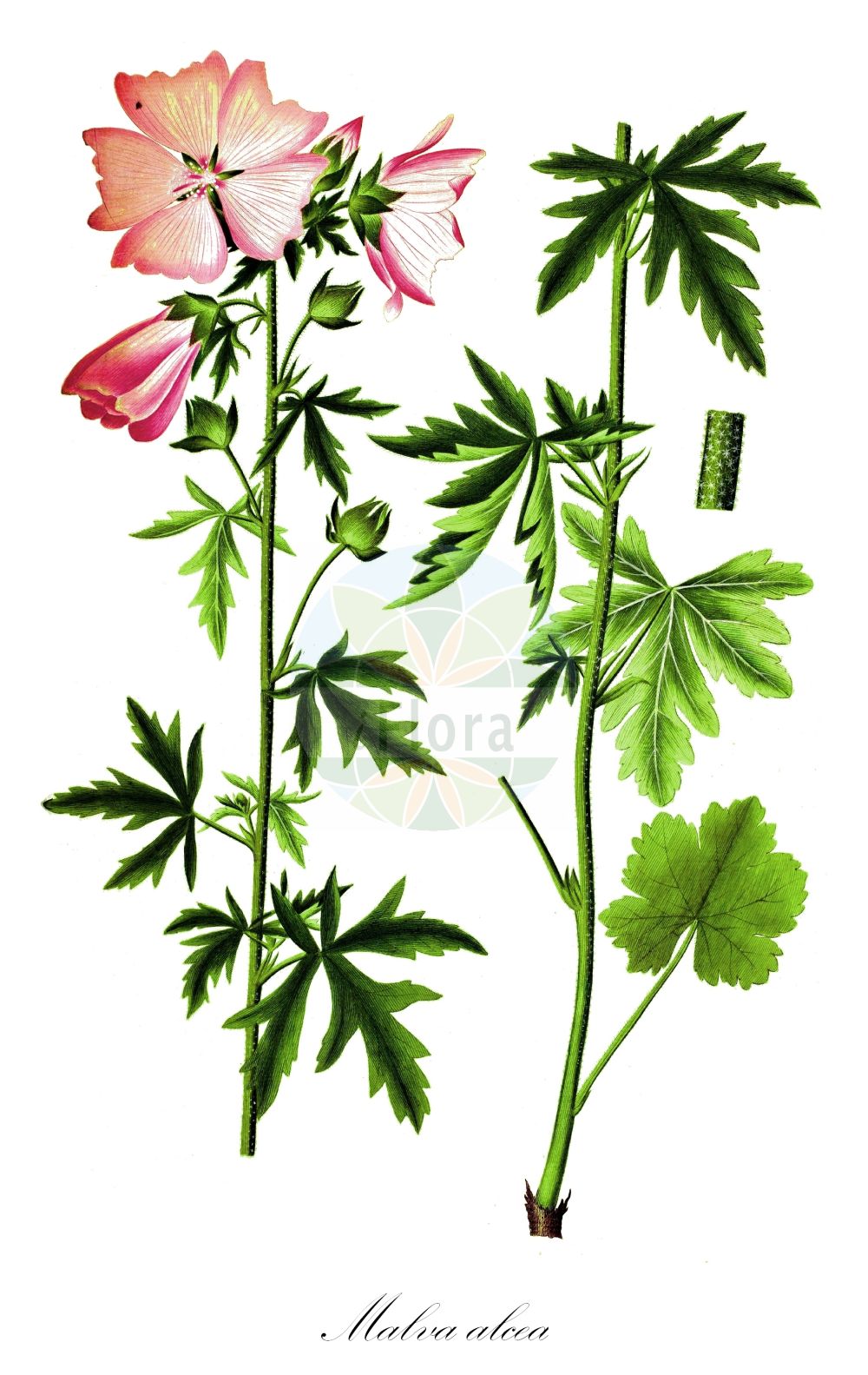 Historische Abbildung von Malva alcea (Rosen-Malve - Greater Musk-mallow). Das Bild zeigt Blatt, Bluete, Frucht und Same. ---- Historical Drawing of Malva alcea (Rosen-Malve - Greater Musk-mallow). The image is showing leaf, flower, fruit and seed.(Malva alcea,Rosen-Malve,Greater Musk-mallow,Bismalva alcea,Malva abulensis,Malva bismalva,Malva fastigiata,Malva italica,Malva lagascae,Malva morenii,Malva ribifolia,Malva alcea,Rosen-Malve,Spitzblaettrige Malve,Greater Musk-mallow,Cut-leaved Mallow,Vervain Mallow,Hollyhock Mallow,Large-flowered Mallow,Malva,Malve,Mallow,Malvaceae,Malvengewächse,Mallow family,Blatt,Bluete,Frucht,Same,leaf,flower,fruit,seed,Oeder (1761-1883))