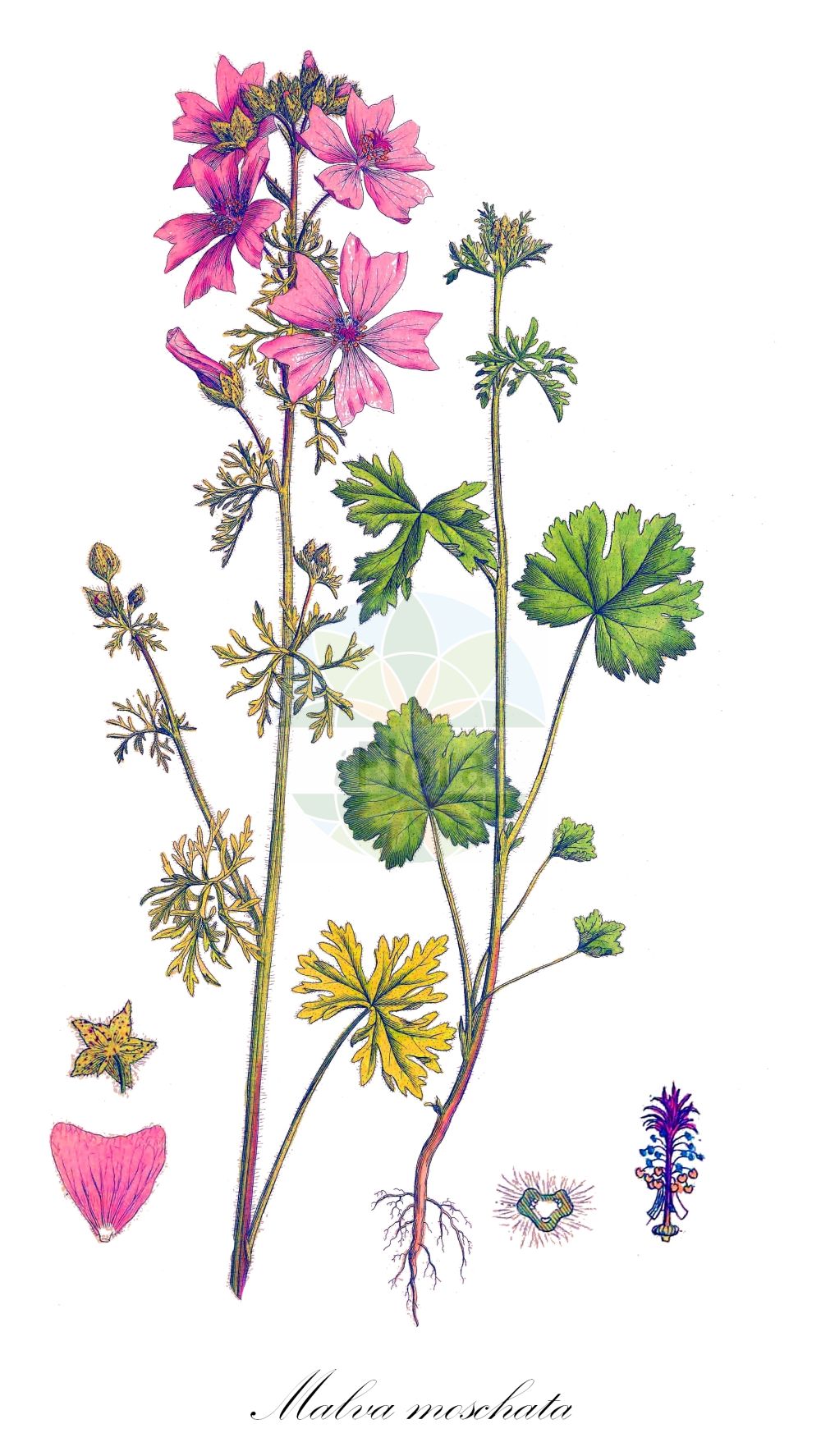 Historische Abbildung von Malva moschata (Moschus-Malve - Musk-mallow). Das Bild zeigt Blatt, Bluete, Frucht und Same. ---- Historical Drawing of Malva moschata (Moschus-Malve - Musk-mallow). The image is showing leaf, flower, fruit and seed.(Malva moschata,Moschus-Malve,Musk-mallow,Bismalva moschata,Malva geraniifolia,Malva laciniata,Malva moschata,Moschus-Malve,Musk-mallow,Malva,Malve,Mallow,Malvaceae,Malvengewächse,Mallow family,Blatt,Bluete,Frucht,Same,leaf,flower,fruit,seed,Curtis (1777-1798))