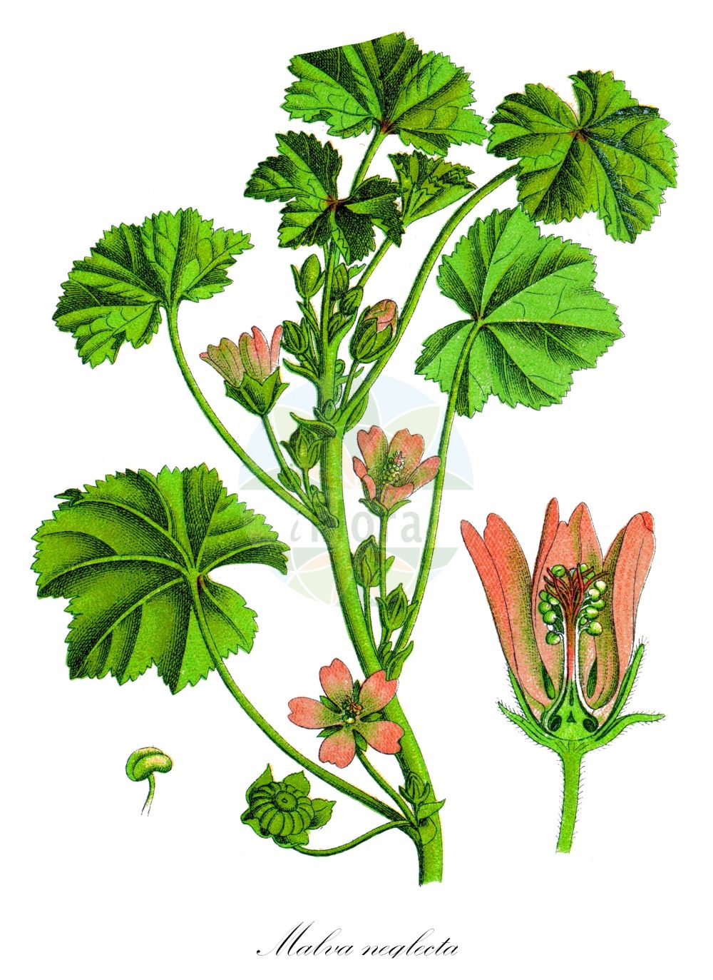 Historische Abbildung von Malva neglecta (Weg-Malve - Dwarf Mallow). Das Bild zeigt Blatt, Bluete, Frucht und Same. ---- Historical Drawing of Malva neglecta (Weg-Malve - Dwarf Mallow). The image is showing leaf, flower, fruit and seed.(Malva neglecta,Weg-Malve,Dwarf Mallow,Malva neglecta,Malva vulgaris,Weg-Malve,Kleine Kaesepappel,Dwarf Mallow,Cheeseplant,Common Mallow,Malva,Malve,Mallow,Malvaceae,Malvengewächse,Mallow family,Blatt,Bluete,Frucht,Same,leaf,flower,fruit,seed,Sturm (1796f))