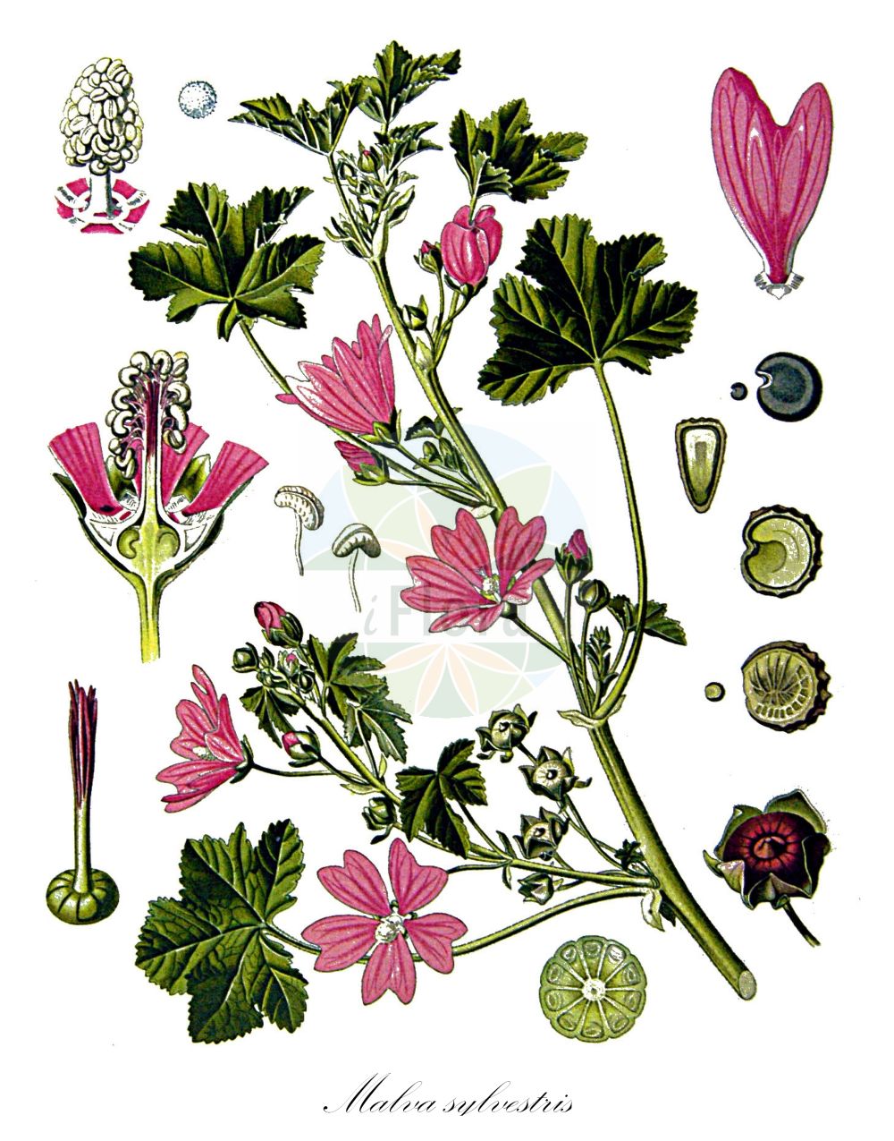 Historische Abbildung von Malva sylvestris (Wald-Malve - Common Mallow). Das Bild zeigt Blatt, Bluete, Frucht und Same. ---- Historical Drawing of Malva sylvestris (Wald-Malve - Common Mallow). The image is showing leaf, flower, fruit and seed.(Malva sylvestris,Wald-Malve,Common Mallow,Malva ambigua,Malva erecta,Malva erevaniana,Malva grossheimii,Malva hirsuta,Malva mauritiana,Malva sylvestris,Malva tomentella,Wald-Malve,Grosse Kaesepappel,Mauretanische Malve,Ross-Pappel,Common Mallow,High Mallow,Large-flowered Mallow,Tall Mallow,Malva,Malve,Mallow,Malvaceae,Malvengewächse,Mallow family,Blatt,Bluete,Frucht,Same,leaf,flower,fruit,seed,Koehler (1883-1898))