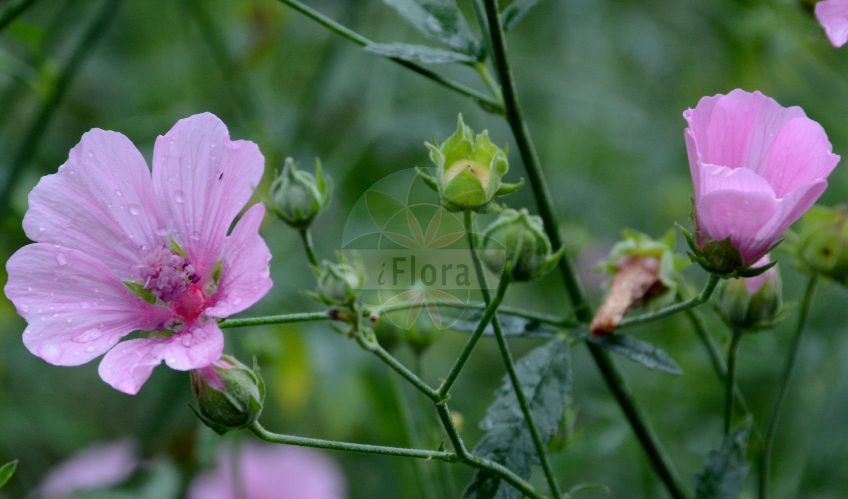 Foto von Althaea cannabina. Das Bild zeigt Bluete. Das Foto wurde in Bern, Schweiz aufgenommen. ---- Photo of Althaea cannabina. The image is showing flower. The picture was taken in Bern, Switzerland.(Althaea cannabina,Althaea cannabina,Althaea kotschyi,Althaea narbonensis,Althaea,Eibisch,Marshmallow,Malvaceae,Malvengewächse,Mallow family,Bluete,flower)