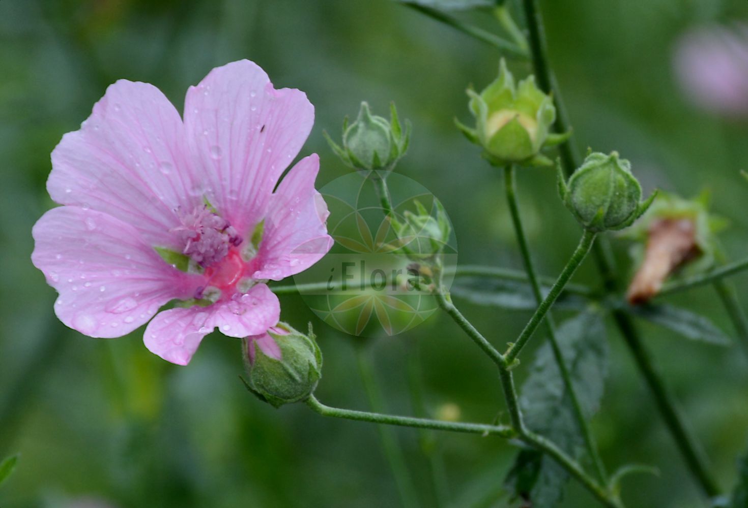 Foto von Althaea cannabina. Das Bild zeigt Bluete. Das Foto wurde in Bern, Schweiz aufgenommen. ---- Photo of Althaea cannabina. The image is showing flower. The picture was taken in Bern, Switzerland.(Althaea cannabina,Althaea cannabina,Althaea kotschyi,Althaea narbonensis,Althaea,Eibisch,Marshmallow,Malvaceae,Malvengewächse,Mallow family,Bluete,flower)