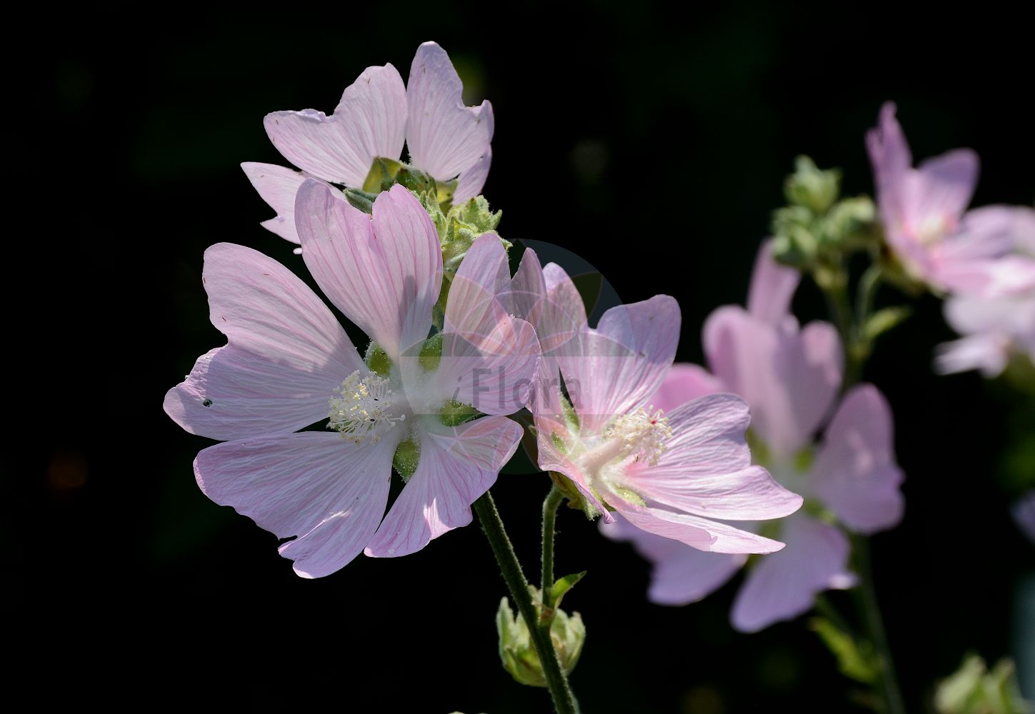 Foto von Malva thuringiaca (Wald-Malve - Tree Lavatera). Das Foto wurde in Bonn, Nordrhein-Westfalen, Deutschland aufgenommen. ---- Photo of Malva thuringiaca (Wald-Malve - Tree Lavatera). The picture was taken in Bonn, North Rhine-Westphalia, Germany.(Malva thuringiaca,Wald-Malve,Tree Lavatera,Lavatera thuringiaca,Malva thuringiaca,Wald-Malve,Lavatere,Thueringer Strauchpappel,Tree Lavatera,Malva,Malve,Mallow,Malvaceae,Malvengewächse,Mallow family)