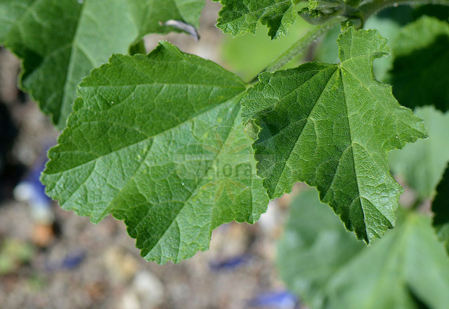 Foto von Malva thuringiaca (Wald-Malve - Tree Lavatera). Das Foto wurde in Göteborg, Schweden aufgenommen. ---- Photo of Malva thuringiaca (Wald-Malve - Tree Lavatera). The picture was taken in Gothenburg, Sweden.(Malva thuringiaca,Wald-Malve,Tree Lavatera,Lavatera thuringiaca,Malva thuringiaca,Wald-Malve,Lavatere,Thueringer Strauchpappel,Tree Lavatera,Malva,Malve,Mallow,Malvaceae,Malvengewächse,Mallow family)