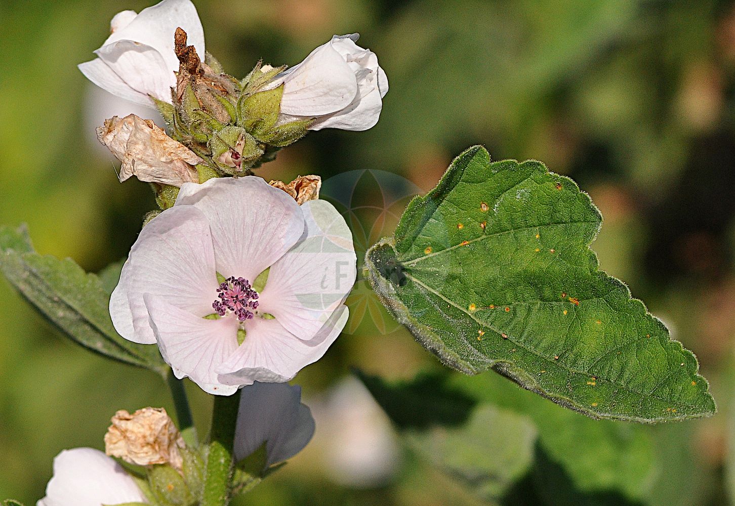 Foto von Althaea officinalis (Echter Eibisch - Marsh-mallow). Das Foto wurde in München, Bayern, Deutschland aufgenommen. ---- Photo of Althaea officinalis (Echter Eibisch - Marsh-mallow). The picture was taken in Munich, Bavaria, Germany.(Althaea officinalis,Echter Eibisch,Marsh-mallow,Althaea balearica,Althaea micrantha,Althaea officinalis,Althaea officinalis var. pseudoarmeniaca,Echter Eibisch,Marsh-mallow,Common Marshmallow,Althaea,Eibisch,Marshmallow,Malvaceae,Malvengewächse,Mallow family)