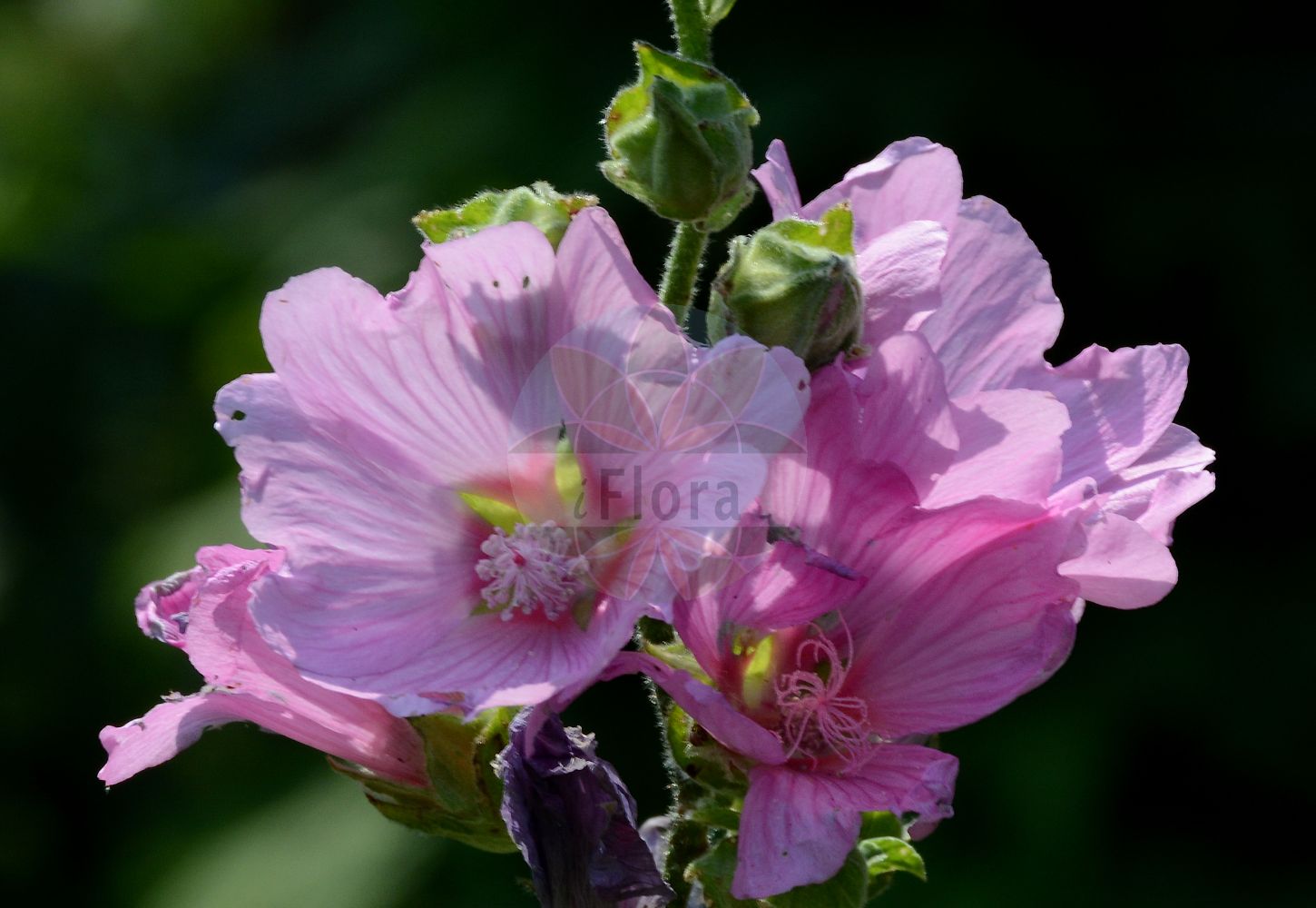 Foto von Malva alcea (Rosen-Malve - Greater Musk-mallow). Das Foto wurde in Bonn, Nordrhein-Westfalen, Deutschland aufgenommen. ---- Photo of Malva alcea (Rosen-Malve - Greater Musk-mallow). The picture was taken in Bonn, North Rhine-Westphalia, Germany.(Malva alcea,Rosen-Malve,Greater Musk-mallow,Bismalva alcea,Malva abulensis,Malva bismalva,Malva fastigiata,Malva italica,Malva lagascae,Malva morenii,Malva ribifolia,Malva alcea,Rosen-Malve,Spitzblaettrige Malve,Greater Musk-mallow,Cut-leaved Mallow,Vervain Mallow,Hollyhock Mallow,Large-flowered Mallow,Malva,Malve,Mallow,Malvaceae,Malvengewächse,Mallow family)