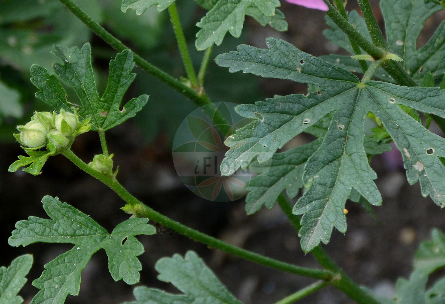 Foto von Malva alcea (Rosen-Malve - Greater Musk-mallow). Das Foto wurde in Berlin, Deutschland aufgenommen. ---- Photo of Malva alcea (Rosen-Malve - Greater Musk-mallow). The picture was taken in Berlin, Germany.(Malva alcea,Rosen-Malve,Greater Musk-mallow,Bismalva alcea,Malva abulensis,Malva bismalva,Malva fastigiata,Malva italica,Malva lagascae,Malva morenii,Malva ribifolia,Malva alcea,Rosen-Malve,Spitzblaettrige Malve,Greater Musk-mallow,Cut-leaved Mallow,Vervain Mallow,Hollyhock Mallow,Large-flowered Mallow,Malva,Malve,Mallow,Malvaceae,Malvengewächse,Mallow family)