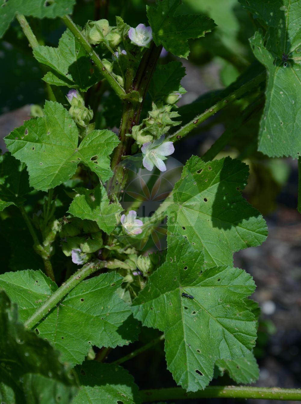 Foto von Malva neglecta (Weg-Malve - Dwarf Mallow). Das Foto wurde in Bremen, Deutschland aufgenommen. ---- Photo of Malva neglecta (Weg-Malve - Dwarf Mallow). The picture was taken in Bremen, Germany.(Malva neglecta,Weg-Malve,Dwarf Mallow,Malva neglecta,Malva vulgaris,Weg-Malve,Kleine Kaesepappel,Dwarf Mallow,Cheeseplant,Common Mallow,Malva,Malve,Mallow,Malvaceae,Malvengewächse,Mallow family)