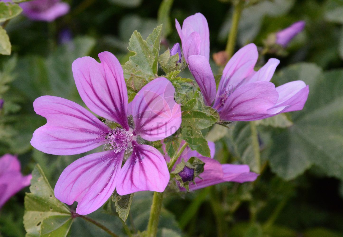 Foto von Malva sylvestris (Wald-Malve - Common Mallow). Das Foto wurde in Marburg, Hessen, Deutschland aufgenommen. ---- Photo of Malva sylvestris (Wald-Malve - Common Mallow). The picture was taken in Marburg, Hesse, Germany.(Malva sylvestris,Wald-Malve,Common Mallow,Malva ambigua,Malva erecta,Malva erevaniana,Malva grossheimii,Malva hirsuta,Malva mauritiana,Malva sylvestris,Malva tomentella,Wald-Malve,Grosse Kaesepappel,Mauretanische Malve,Ross-Pappel,Common Mallow,High Mallow,Large-flowered Mallow,Tall Mallow,Malva,Malve,Mallow,Malvaceae,Malvengewächse,Mallow family)