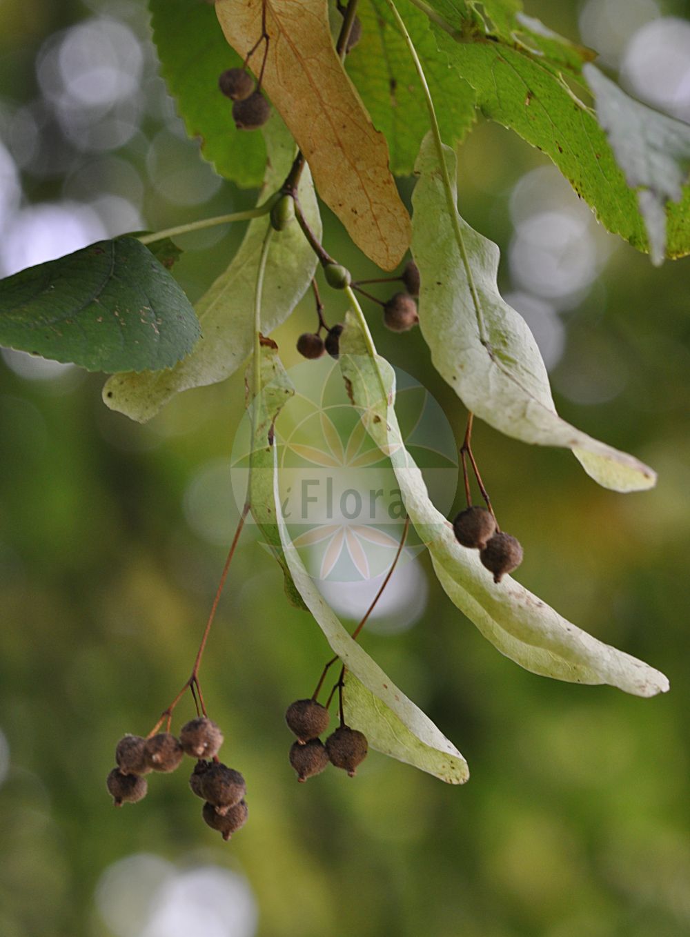 Foto von Tilia cordata (Winter-Linde - Small-leaved Lime). Das Foto wurde in Mainz, Rheinland-Pfalz, Deutschland aufgenommen. ---- Photo of Tilia cordata (Winter-Linde - Small-leaved Lime). The picture was taken in Mainz, Rhineland-Palatinate, Germany.(Tilia cordata,Winter-Linde,Small-leaved Lime,Tilia cordata,Tilia officinarum,Tilia parvifolia,Tilia sylvestris,Tilia ulmifolia,Winter-Linde,Spaet-Linde,Wald-Linde,Small-leaved Lime,Bast,Littleleaf Linden,Small-leaved Linden,Tilia,Linde,Lime,Malvaceae,Malvengewächse,Mallow family)