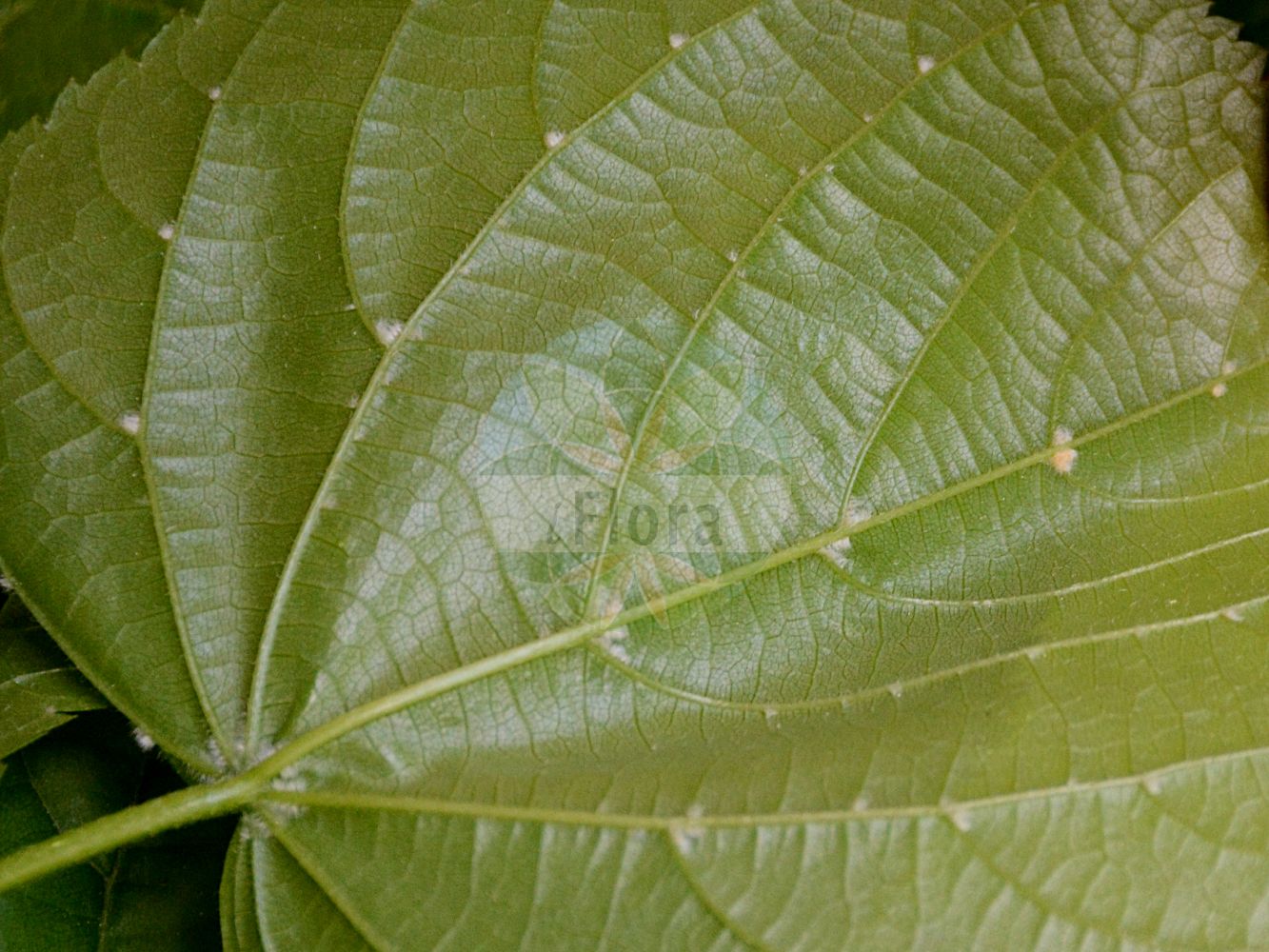 Foto von Tilia platyphyllos (Sommer-Linde - Large-leaved Lime). ---- Photo of Tilia platyphyllos (Sommer-Linde - Large-leaved Lime).(Tilia platyphyllos,Sommer-Linde,Large-leaved Lime,Tilia braunii,Tilia cordifolia,Tilia corylifolia,Tilia flava,Tilia grandifolia,Tilia platyphyllos,Tilia praecox,Tilia pyramidalis,Tilia rubra,Tilia sitnensis,Sommer-Linde,Frueh-Linde,Gewoehnliche Sommer-Linde,Large-leaved Lime,Broad-leaved Lime,Largeleaf Linden,Large-leaved Linden,Tilia,Linde,Lime,Malvaceae,Malvengewächse,Mallow family)