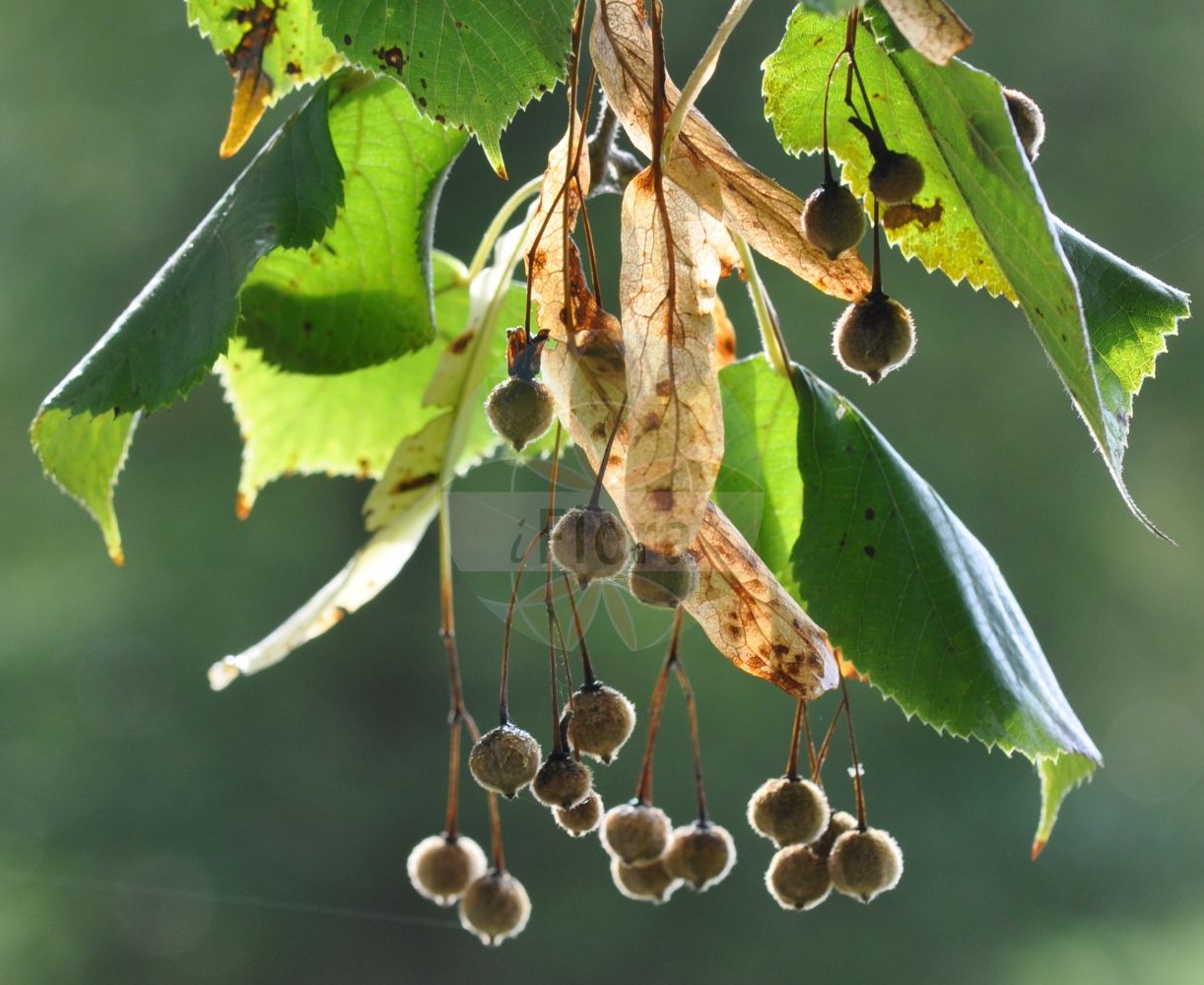 Foto von Tilia platyphyllos (Sommer-Linde - Large-leaved Lime). ---- Photo of Tilia platyphyllos (Sommer-Linde - Large-leaved Lime).(Tilia platyphyllos,Sommer-Linde,Large-leaved Lime,Tilia braunii,Tilia cordifolia,Tilia corylifolia,Tilia flava,Tilia grandifolia,Tilia platyphyllos,Tilia praecox,Tilia pyramidalis,Tilia rubra,Tilia sitnensis,Sommer-Linde,Frueh-Linde,Gewoehnliche Sommer-Linde,Large-leaved Lime,Broad-leaved Lime,Largeleaf Linden,Large-leaved Linden,Tilia,Linde,Lime,Malvaceae,Malvengewächse,Mallow family)