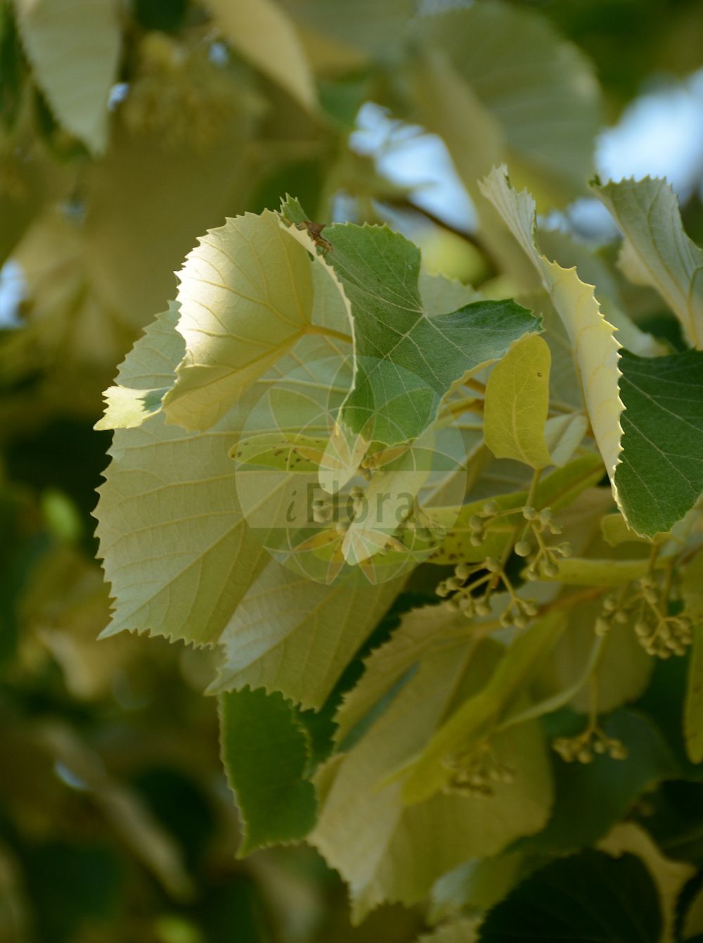 Foto von Tilia tomentosa (Silber-Linde - Silver Lime). Das Foto wurde in Besancon, Bourgogne-Franche-Comté (Präfektur), Frankreich aufgenommen. ---- Photo of Tilia tomentosa (Silber-Linde - Silver Lime). The picture was taken in Besançon, Bourgogne-Franche-Comté.(Tilia tomentosa,Silber-Linde,Silver Lime,Tilia argentea,Tilia petiolaris,Tilia tomentosa,Silber-Linde,Silver Lime,European White Lime,Pendent Silver Linden,Silver Linden,Tilia,Linde,Lime,Malvaceae,Malvengewächse,Mallow family)