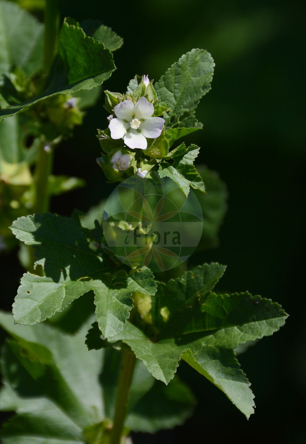 Foto von Malva verticillata. Das Foto wurde in Mainz, Rheinland-Pfalz, Deutschland aufgenommen. ---- Photo of Malva verticillata. The picture was taken in Mainz, Rhineland-Palatinate, Germany.(Malva verticillata,Malva crispa,Malva meluca,Malva mohileviensis,Malva montana,Malva verticillata,Malva verticillata subsp. crispa,Malva,Malve,Mallow,Malvaceae,Malvengewächse,Mallow family)