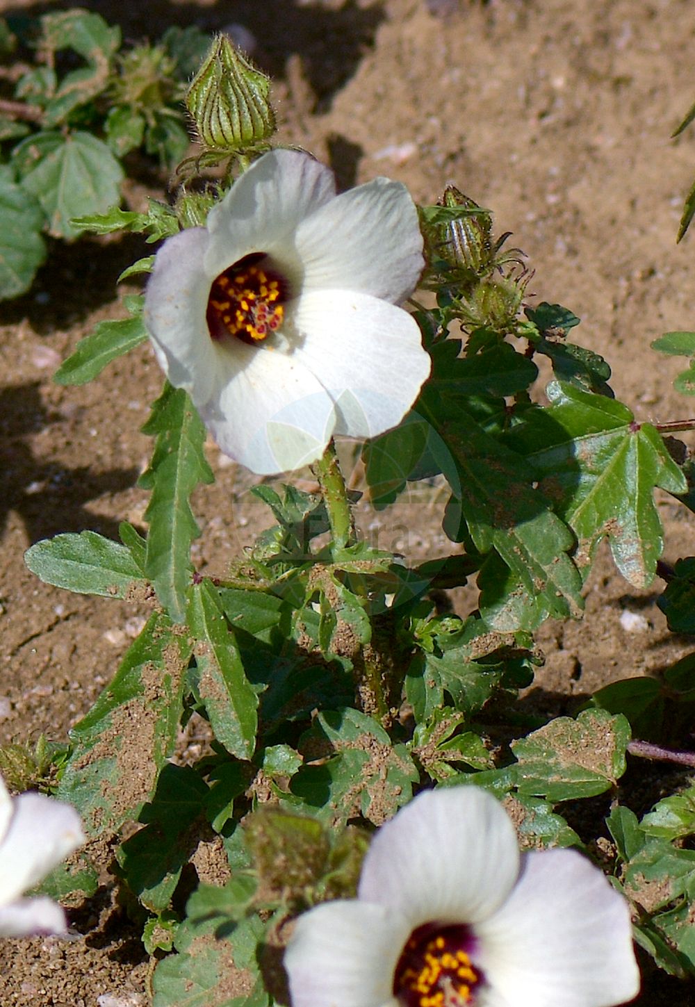 Foto von Hibiscus trionum. Das Foto wurde in Nancy, Grand Est, Frankreich aufgenommen. ---- Photo of Hibiscus trionum. The picture was taken in Nancy, Grand Est, France.(Hibiscus trionum,Hibiscus ternatus,Hibiscus trionum,Hibiscus,Malvaceae,Malvengewächse,Mallow family)