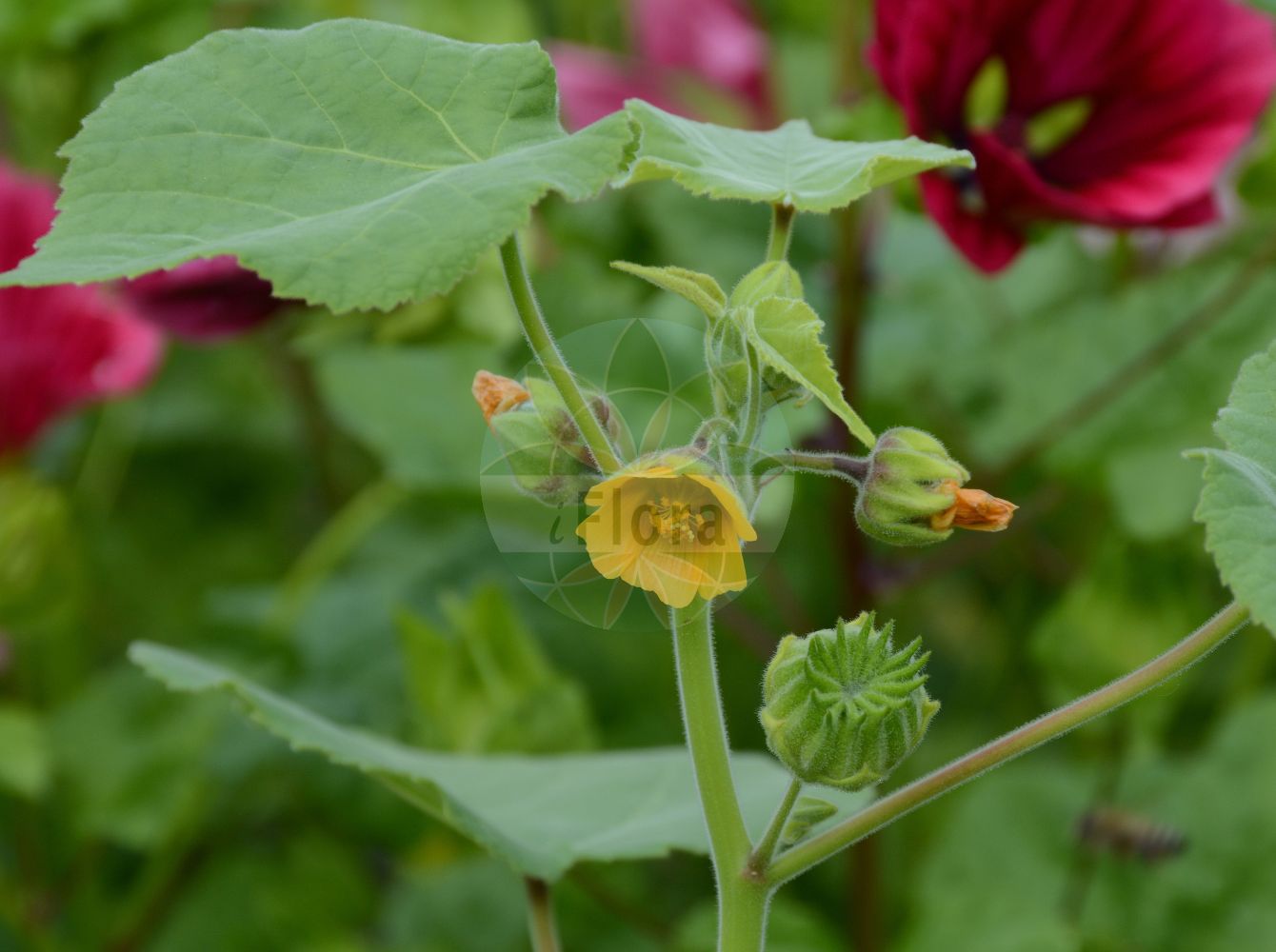 Foto von Abutilon theophrasti (Chinesische Samtpappel - Velvetleaf). Das Foto wurde in Dresden, Sachsen, Deutschland aufgenommen. ---- Photo of Abutilon theophrasti (Chinesische Samtpappel - Velvetleaf). The picture was taken in Dresden, Sachsen, Germany.(Abutilon theophrasti,Chinesische Samtpappel,Velvetleaf,Abutilon avicennae,Abutilon theophrasti,Sida abutilon,Chinesische Samtpappel,Chinajute,Velvetleaf,Butter Print,China Jute,Chinese Lantern,Chingma Abutilon,Indian Mallow,Piemarker,Abutilon,Samtpappel,Indian Mallow,Malvaceae,Malvengewächse,Mallow family)