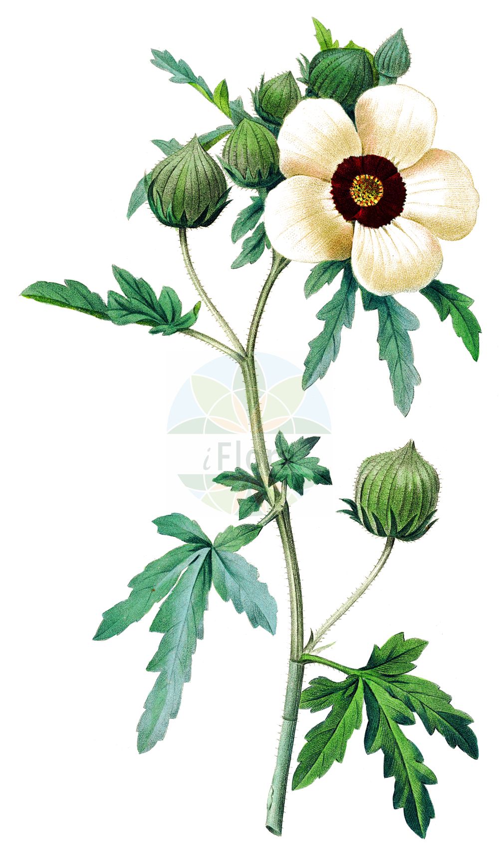 Historische Abbildung von Hibiscus trionum. Das Bild zeigt Blatt, Bluete, Frucht und Same. ---- Historical Drawing of Hibiscus trionum. The image is showing leaf, flower, fruit and seed.(Hibiscus trionum,Hibiscus ternatus,Hibiscus trionum,Hibiscus,Malvaceae,Malvengewächse,Mallow family,Blatt,Bluete,Frucht,Same,leaf,flower,fruit,seed,Redouté (1833))