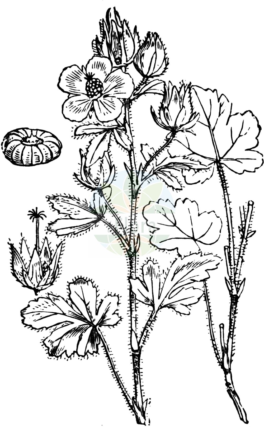Historische Abbildung von Althaea hirsuta (Rauher Eibisch - Rough Marsh-mallow). Das Bild zeigt Blatt, Bluete, Frucht und Same. ---- Historical Drawing of Althaea hirsuta (Rauher Eibisch - Rough Marsh-mallow). The image is showing leaf, flower, fruit and seed.(Althaea hirsuta,Rauher Eibisch,Rough Marsh-mallow,Althaea hirsuta,Rauher Eibisch,Rauhaariger Eibisch,Rough Marsh-mallow,Hairy Mallow,Hairy Marshmallow,Hispid Mallow,Althaea,Eibisch,Marshmallow,Malvaceae,Malvengewächse,Mallow family,Blatt,Bluete,Frucht,Same,leaf,flower,fruit,seed,Fitch et al. (1880))