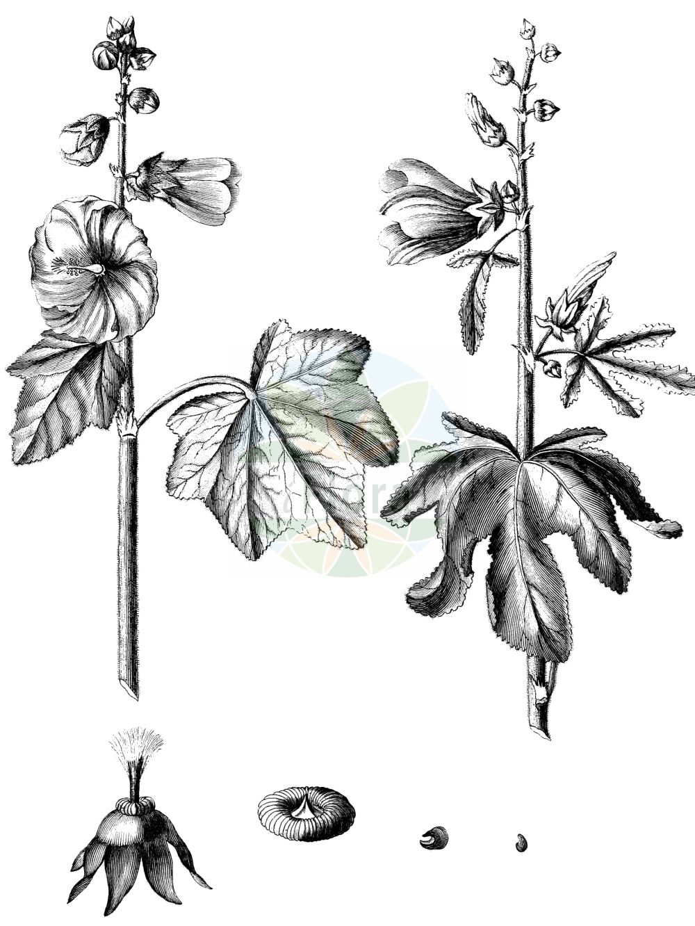 Historische Abbildung von Alcea rosea (Gewöhnliche Stockrose - common hollyhock). Das Bild zeigt Blatt, Bluete, Frucht und Same. ---- Historical Drawing of Alcea rosea (Gewöhnliche Stockrose - common hollyhock). The image is showing leaf, flower, fruit and seed.(Alcea rosea,Gewöhnliche Stockrose,common hollyhock,Alcea ficifolia,Alcea rosea,Althaea ficifolia,Althaea rosea,Gewoehnliche Stockrose,common hollyhock,Alcea,Malvaceae,Malvengewächse,Mallow family,Blatt,Bluete,Frucht,Same,leaf,flower,fruit,seed)