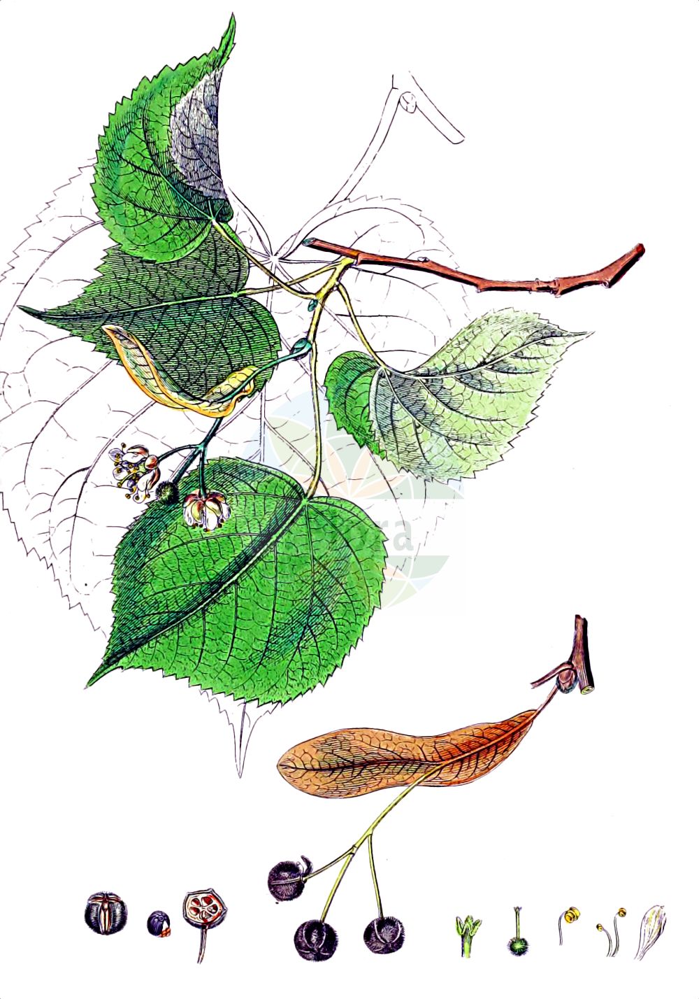 Historische Abbildung von Tilia platyphyllos (Sommer-Linde - Large-leaved Lime). Das Bild zeigt Blatt, Bluete, Frucht und Same. ---- Historical Drawing of Tilia platyphyllos (Sommer-Linde - Large-leaved Lime). The image is showing leaf, flower, fruit and seed.(Tilia platyphyllos,Sommer-Linde,Large-leaved Lime,Tilia braunii,Tilia cordifolia,Tilia corylifolia,Tilia flava,Tilia grandifolia,Tilia platyphyllos,Tilia praecox,Tilia pyramidalis,Tilia rubra,Tilia sitnensis,Sommer-Linde,Frueh-Linde,Gewoehnliche Sommer-Linde,Large-leaved Lime,Broad-leaved Lime,Largeleaf Linden,Large-leaved Linden,Tilia,Linde,Lime,Malvaceae,Malvengewächse,Mallow family,Blatt,Bluete,Frucht,Same,leaf,flower,fruit,seed,Sowerby (1790-1813))