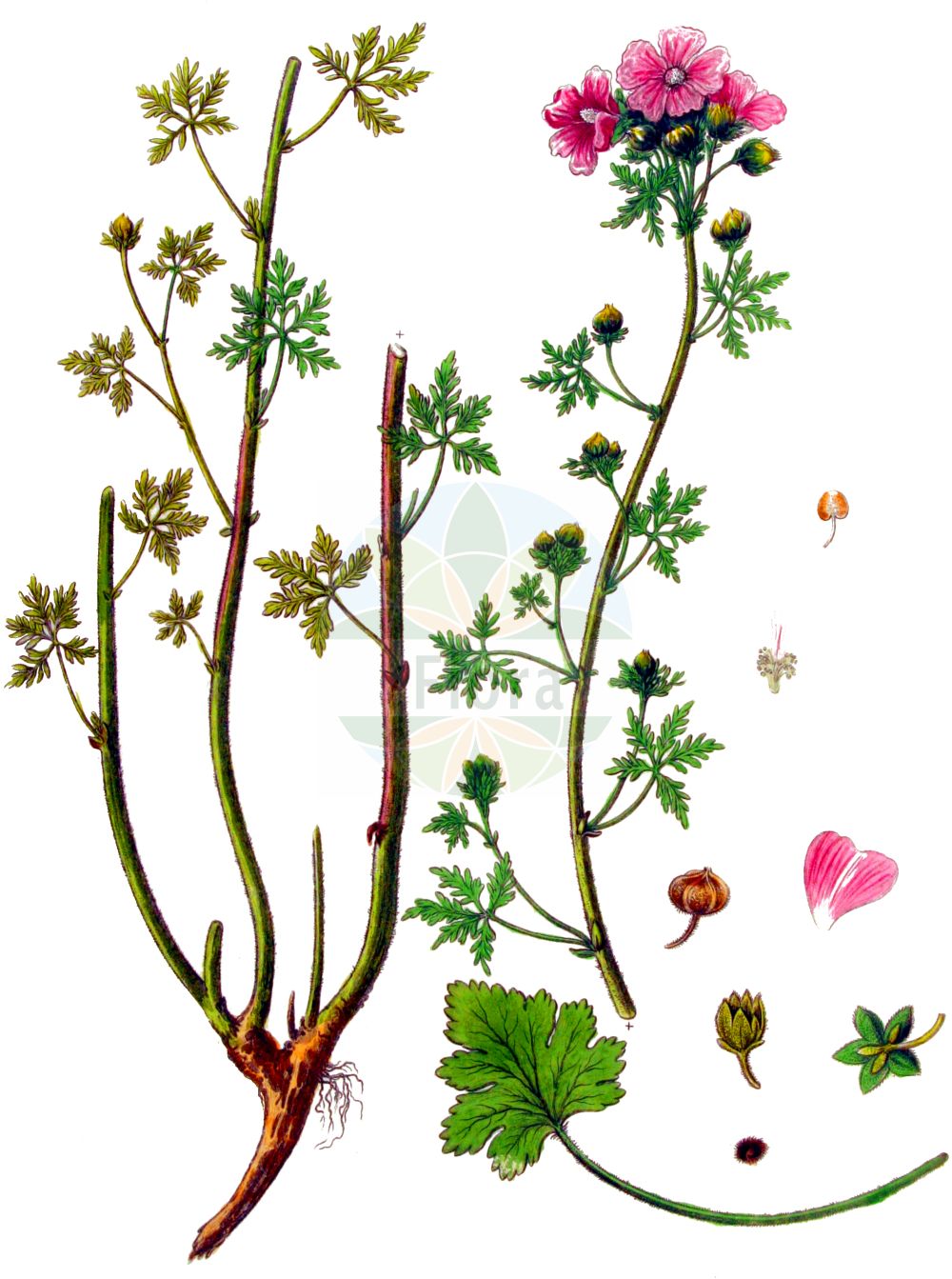 Historische Abbildung von Malva moschata (Moschus-Malve - Musk-mallow). Das Bild zeigt Blatt, Bluete, Frucht und Same. ---- Historical Drawing of Malva moschata (Moschus-Malve - Musk-mallow). The image is showing leaf, flower, fruit and seed.(Malva moschata,Moschus-Malve,Musk-mallow,Bismalva moschata,Malva geraniifolia,Malva laciniata,Malva moschata,Moschus-Malve,Musk-mallow,Malva,Malve,Mallow,Malvaceae,Malvengewächse,Mallow family,Blatt,Bluete,Frucht,Same,leaf,flower,fruit,seed,Kops (1800-1934))