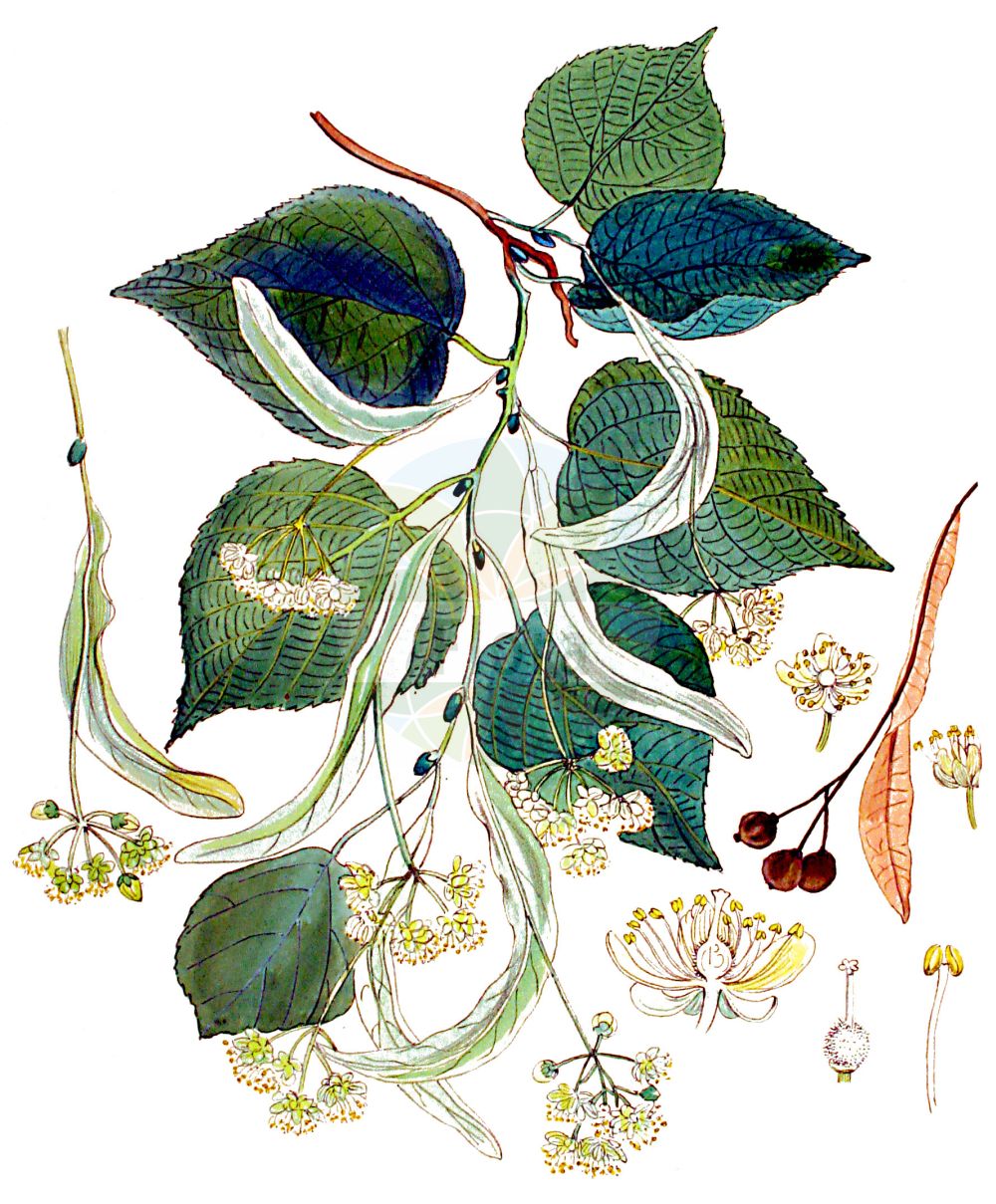 Historische Abbildung von Tilia cordata (Winter-Linde - Small-leaved Lime). Das Bild zeigt Blatt, Bluete, Frucht und Same. ---- Historical Drawing of Tilia cordata (Winter-Linde - Small-leaved Lime). The image is showing leaf, flower, fruit and seed.(Tilia cordata,Winter-Linde,Small-leaved Lime,Tilia cordata,Tilia officinarum,Tilia parvifolia,Tilia sylvestris,Tilia ulmifolia,Winter-Linde,Spaet-Linde,Wald-Linde,Small-leaved Lime,Bast,Littleleaf Linden,Small-leaved Linden,Tilia,Linde,Lime,Malvaceae,Malvengewächse,Mallow family,Blatt,Bluete,Frucht,Same,leaf,flower,fruit,seed,Kops (1800-1934))