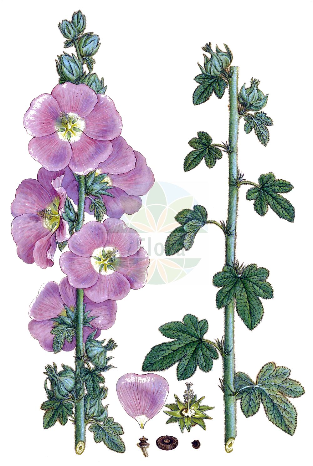 Historische Abbildung von Alcea rosea (Gewöhnliche Stockrose - common hollyhock). Das Bild zeigt Blatt, Bluete, Frucht und Same. ---- Historical Drawing of Alcea rosea (Gewöhnliche Stockrose - common hollyhock). The image is showing leaf, flower, fruit and seed.(Alcea rosea,Gewöhnliche Stockrose,common hollyhock,Alcea ficifolia,Alcea rosea,Althaea ficifolia,Althaea rosea,Gewoehnliche Stockrose,common hollyhock,Alcea,Malvaceae,Malvengewächse,Mallow family,Blatt,Bluete,Frucht,Same,leaf,flower,fruit,seed,Sibthorp & Smith (1806-1840))