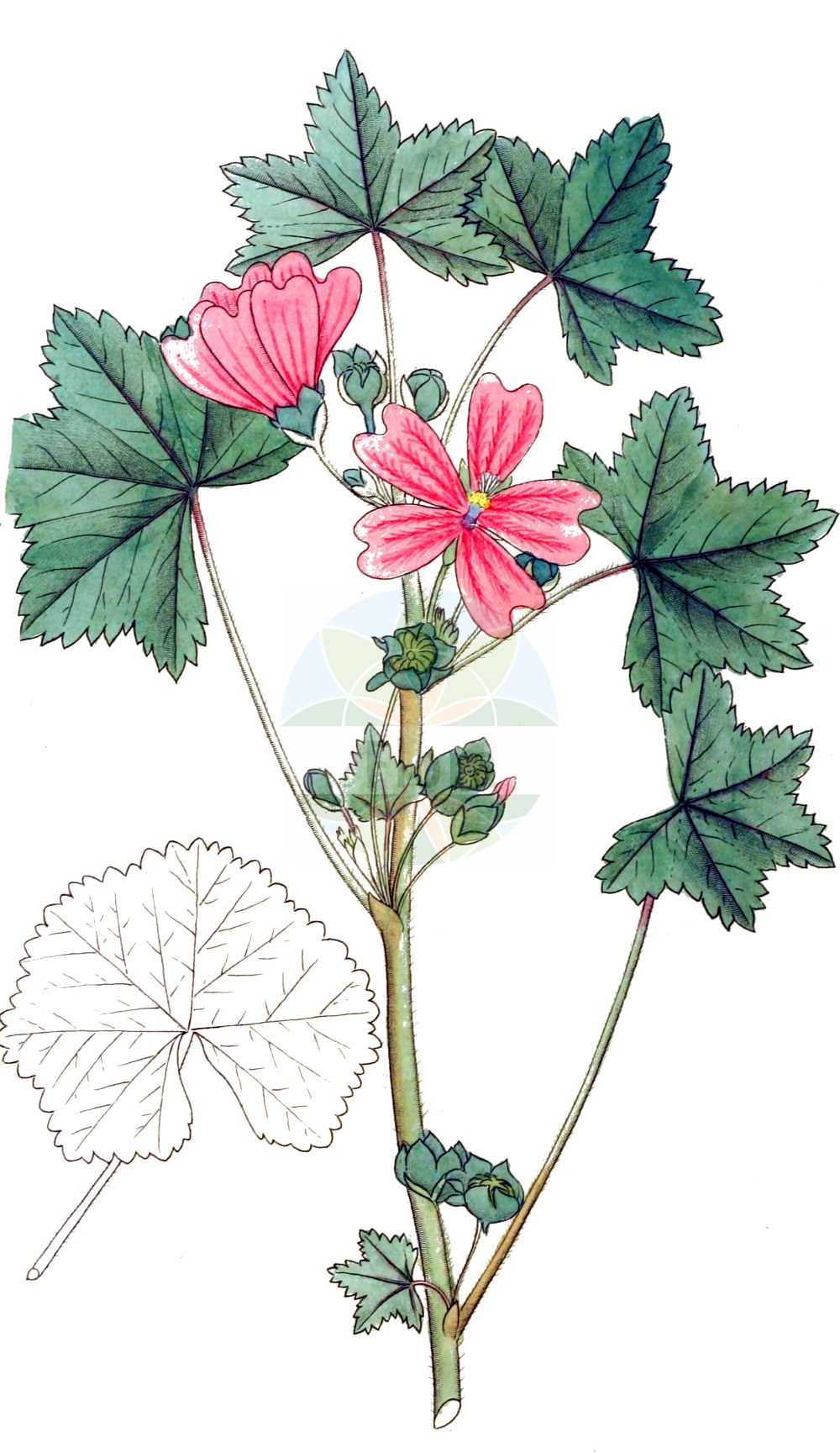 Historische Abbildung von Malva sylvestris (Wald-Malve - Common Mallow). Das Bild zeigt Blatt, Bluete, Frucht und Same. ---- Historical Drawing of Malva sylvestris (Wald-Malve - Common Mallow). The image is showing leaf, flower, fruit and seed.(Malva sylvestris,Wald-Malve,Common Mallow,Malva ambigua,Malva erecta,Malva erevaniana,Malva grossheimii,Malva hirsuta,Malva mauritiana,Malva sylvestris,Malva tomentella,Wald-Malve,Grosse Kaesepappel,Mauretanische Malve,Ross-Pappel,Common Mallow,High Mallow,Large-flowered Mallow,Tall Mallow,Malva,Malve,Mallow,Malvaceae,Malvengewächse,Mallow family,Blatt,Bluete,Frucht,Same,leaf,flower,fruit,seed,Svensk Botanik (Svensk Botanik))