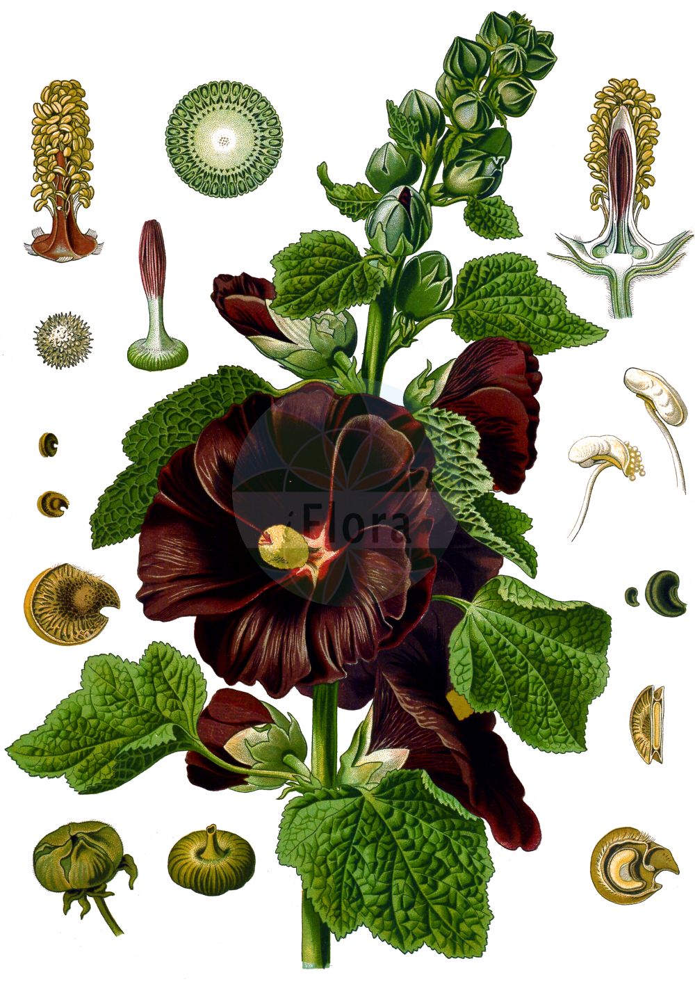 Historische Abbildung von Alcea rosea (Gewöhnliche Stockrose - common hollyhock). Das Bild zeigt Blatt, Bluete, Frucht und Same. ---- Historical Drawing of Alcea rosea (Gewöhnliche Stockrose - common hollyhock). The image is showing leaf, flower, fruit and seed.(Alcea rosea,Gewöhnliche Stockrose,common hollyhock,Alcea ficifolia,Alcea rosea,Althaea ficifolia,Althaea rosea,Gewoehnliche Stockrose,common hollyhock,Alcea,Malvaceae,Malvengewächse,Mallow family,Blatt,Bluete,Frucht,Same,leaf,flower,fruit,seed,Koehler (1883-1898))