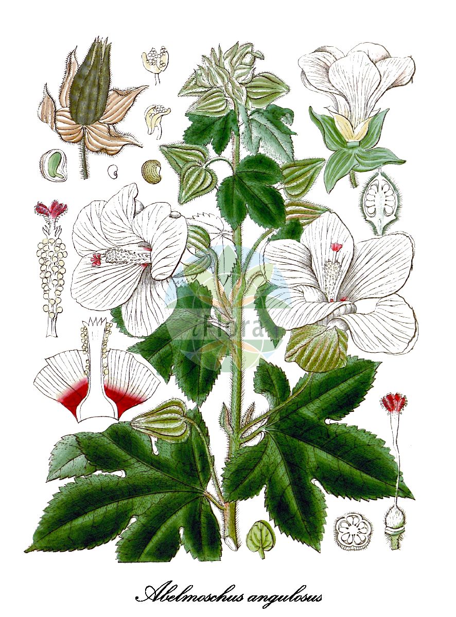 Historische Abbildung von Abelmoschus angulosus. Das Bild zeigt Blatt, Bluete, Frucht und Same. ---- Historical Drawing of Abelmoschus angulosus. The image is showing leaf, flower, fruit and seed.(Abelmoschus angulosus,Abelmoschus,Bisameibisch,Malvaceae,Malvengewächse,Mallow family,Blatt,Bluete,Frucht,Same,leaf,flower,fruit,seed,Wight (1846-1851))