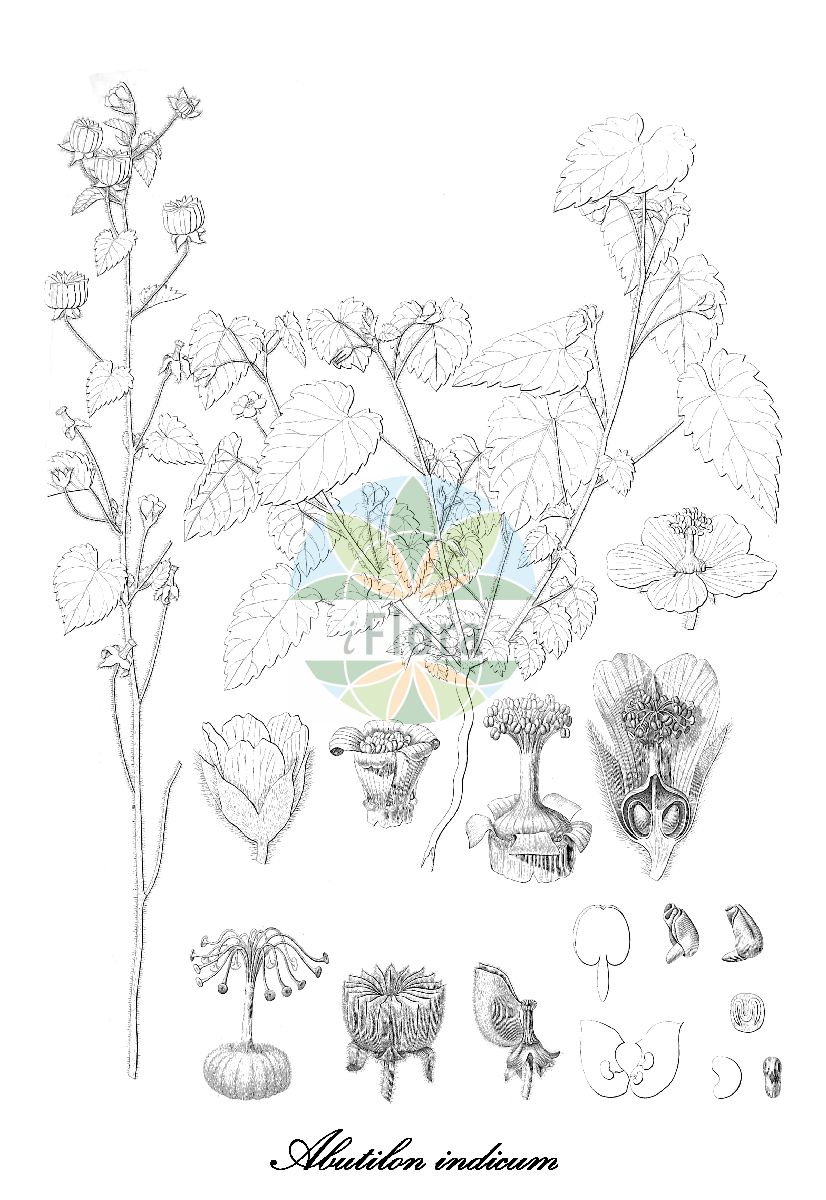 Historische Abbildung von Abutilon indicum. Das Bild zeigt Blatt, Bluete, Frucht und Same. ---- Historical Drawing of Abutilon indicum. The image is showing leaf, flower, fruit and seed.(Abutilon indicum,Sida indica,Abutilon,Samtpappel,Indian-mallow,Malvaceae,Malvengewächse,Mallow family,Blatt,Bluete,Frucht,Same,leaf,flower,fruit,seed,Webb et al. (1836-1847))