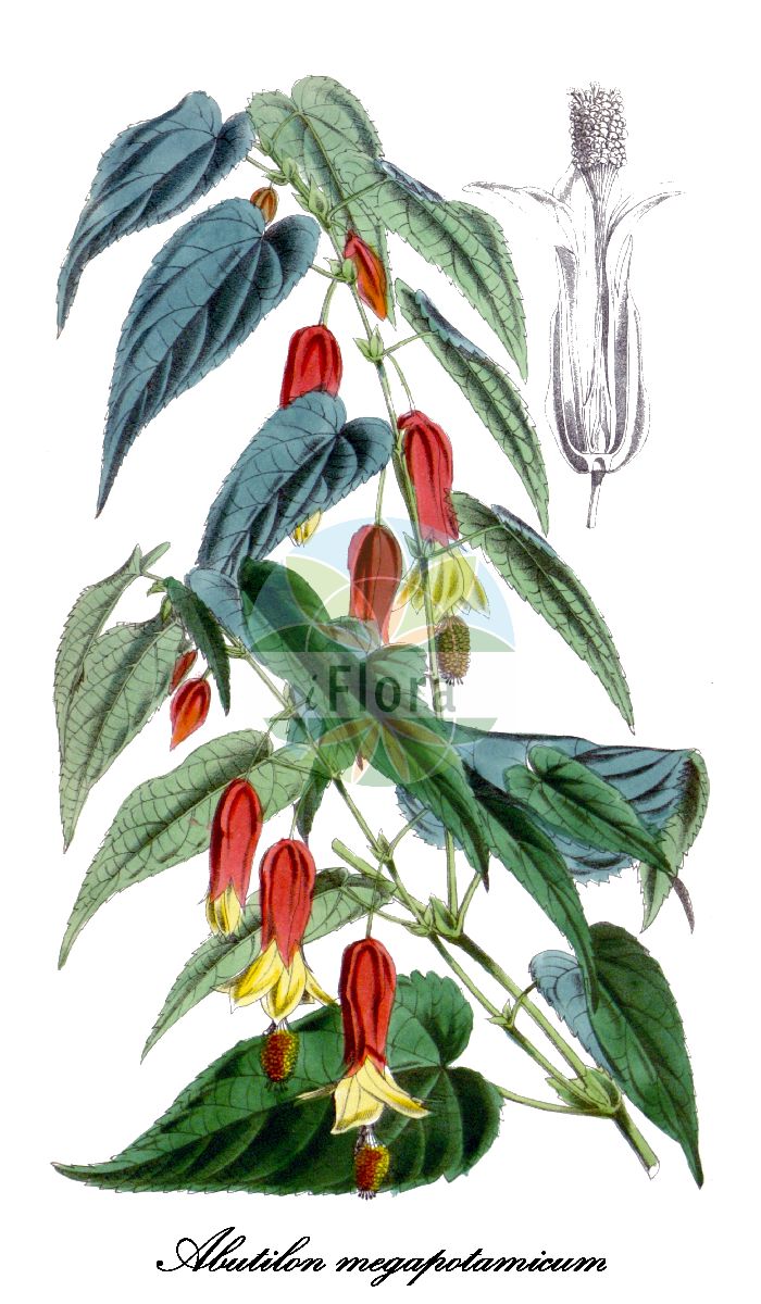 Historische Abbildung von Abutilon megapotamicum (Rio-Grande-Samtpappel). Das Bild zeigt Blatt, Bluete, Frucht und Same. ---- Historical Drawing of Abutilon megapotamicum (Rio-Grande-Samtpappel). The image is showing leaf, flower, fruit and seed.(Abutilon megapotamicum,Rio-Grande-Samtpappel,Sida megapotamica,Abutilon,Samtpappel,Indian-mallow,Malvaceae,Malvengewächse,Mallow family,Blatt,Bluete,Frucht,Same,leaf,flower,fruit,seed,Curtis Botanical Magazine (1868))