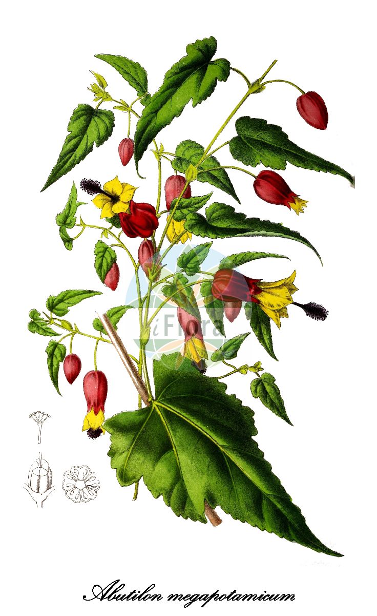 Historische Abbildung von Abutilon megapotamicum (Rio-Grande-Samtpappel). Das Bild zeigt Blatt, Bluete, Frucht und Same. ---- Historical Drawing of Abutilon megapotamicum (Rio-Grande-Samtpappel). The image is showing leaf, flower, fruit and seed.(Abutilon megapotamicum,Rio-Grande-Samtpappel,Sida megapotamica,Abutilon,Samtpappel,Indian-mallow,Malvaceae,Malvengewächse,Mallow family,Blatt,Bluete,Frucht,Same,leaf,flower,fruit,seed,La Belgique horticole (1864))