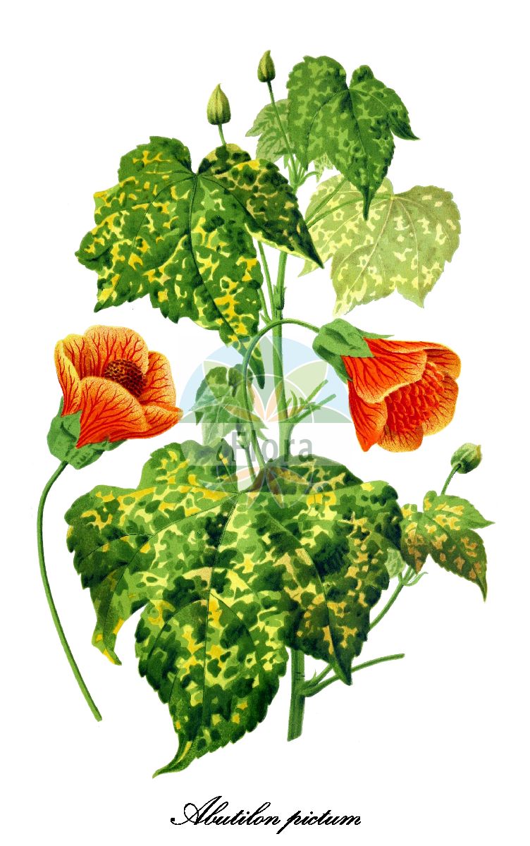 Historische Abbildung von Abutilon pictum (Bunte Samtpappel). Das Bild zeigt Blatt, Bluete, Frucht und Same. ---- Historical Drawing of Abutilon pictum (Bunte Samtpappel). The image is showing leaf, flower, fruit and seed.(Abutilon pictum,Bunte Samtpappel,Abutilon,Samtpappel,Indian-mallow,Malvaceae,Malvengewächse,Mallow family,Blatt,Bluete,Frucht,Same,leaf,flower,fruit,seed,Revue horticole (1885))