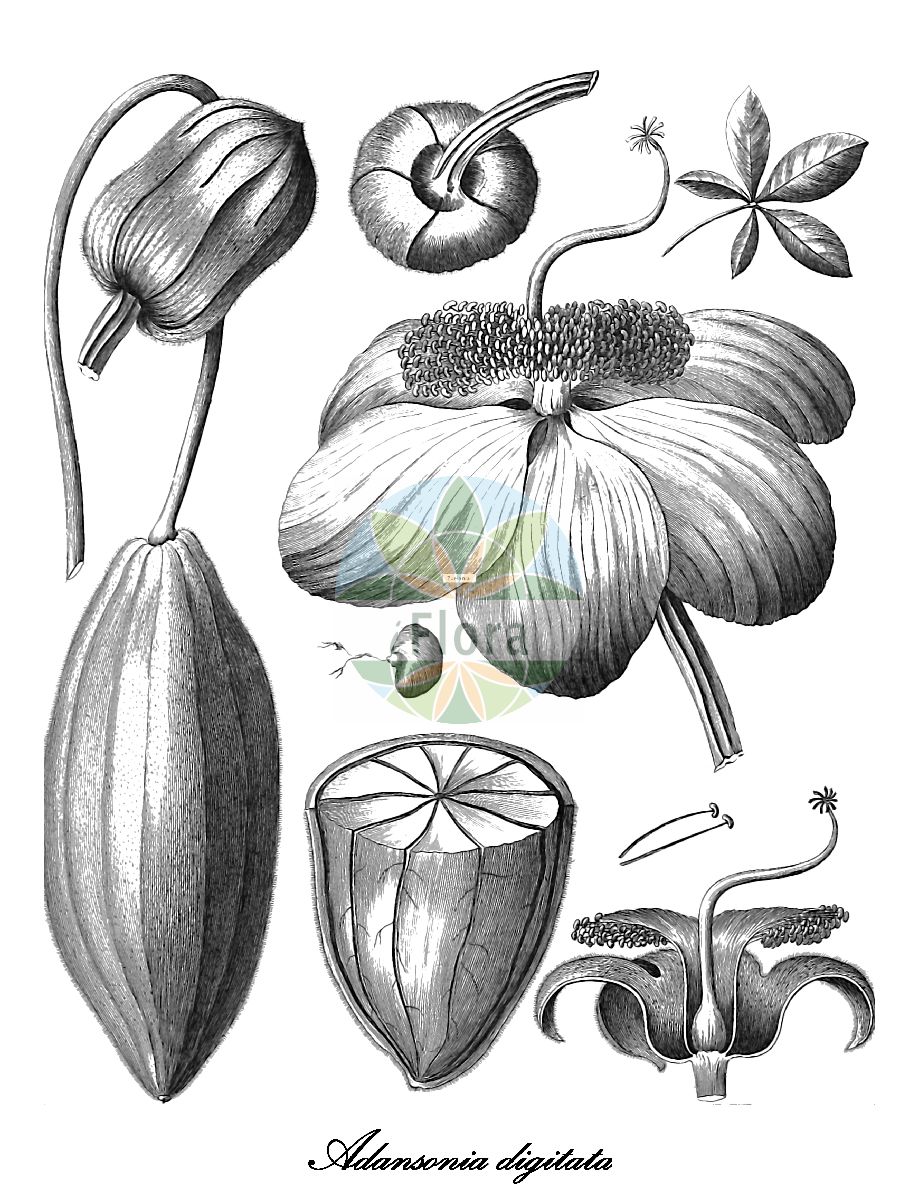 Historische Abbildung von Adansonia digitata (Baobab). Das Bild zeigt Blatt, Bluete, Frucht und Same. ---- Historical Drawing of Adansonia digitata (Baobab). The image is showing leaf, flower, fruit and seed.(Adansonia digitata,Baobab,Affenbrotbaum,Afrikanische Affenbrotbaum,Afrikanischer Baobab,Adansonia,Malvaceae,Malvengewächse,Mallow family,Blatt,Bluete,Frucht,Same,leaf,flower,fruit,seed,Cavanilles (1785-1790))