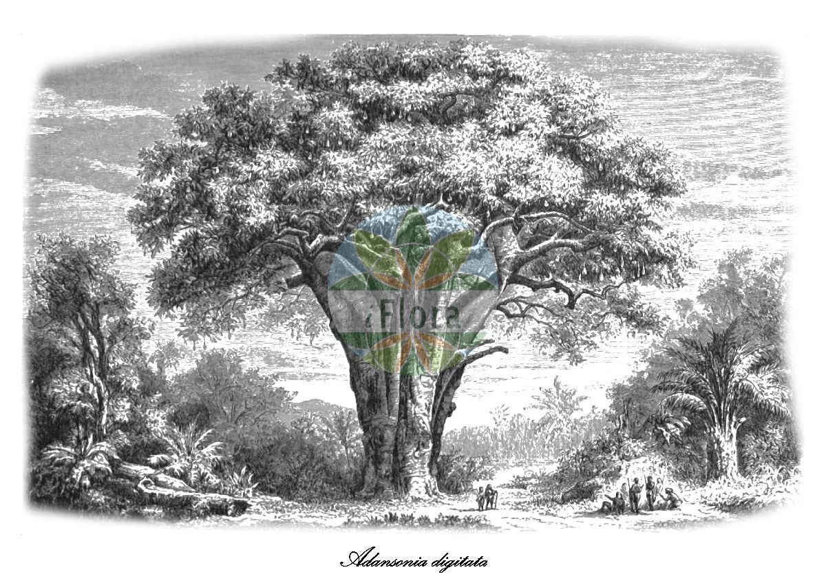 Historische Abbildung von Adansonia digitata (Baobab). Das Bild zeigt Blatt, Bluete, Frucht und Same. ---- Historical Drawing of Adansonia digitata (Baobab). The image is showing leaf, flower, fruit and seed.(Adansonia digitata,Baobab,Affenbrotbaum,Afrikanische Affenbrotbaum,Afrikanischer Baobab,Adansonia,Malvaceae,Malvengewächse,Mallow family,Blatt,Bluete,Frucht,Same,leaf,flower,fruit,seed,Figuier (1867))
