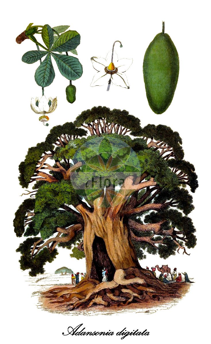 Historische Abbildung von Adansonia digitata (Baobab). Das Bild zeigt Blatt, Bluete, Frucht und Same. ---- Historical Drawing of Adansonia digitata (Baobab). The image is showing leaf, flower, fruit and seed.(Adansonia digitata,Baobab,Affenbrotbaum,Afrikanische Affenbrotbaum,Afrikanischer Baobab,Adansonia,Malvaceae,Malvengewächse,Mallow family,Blatt,Bluete,Frucht,Same,leaf,flower,fruit,seed,Gerbe et al. (1833-1840))