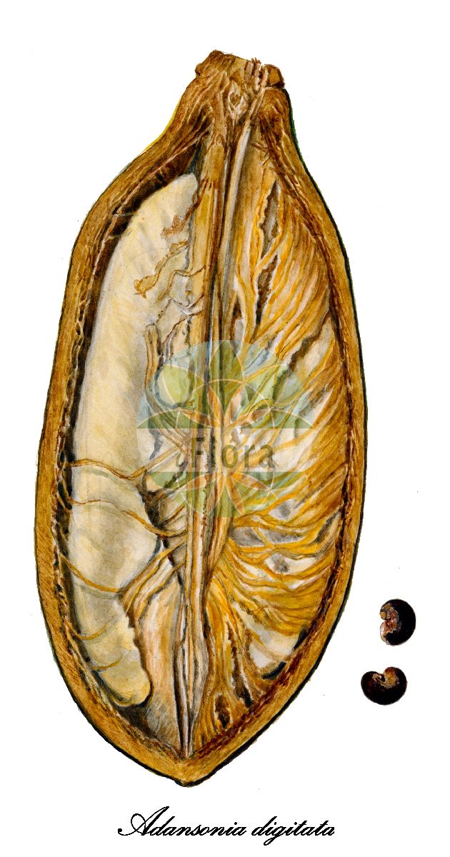 Historische Abbildung von Adansonia digitata (Baobab). Das Bild zeigt Blatt, Bluete, Frucht und Same. ---- Historical Drawing of Adansonia digitata (Baobab). The image is showing leaf, flower, fruit and seed.(Adansonia digitata,Baobab,Affenbrotbaum,Afrikanische Affenbrotbaum,Afrikanischer Baobab,Adansonia,Malvaceae,Malvengewächse,Mallow family,Blatt,Bluete,Frucht,Same,leaf,flower,fruit,seed,USDA Pomological Watercolor Collection (1924))