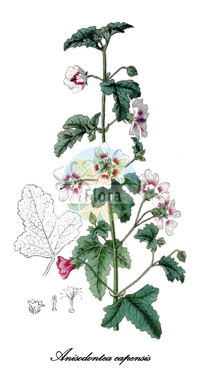 Historische Abbildung von Anisodontea capensis (Kapländische Scheinmalve). Das Bild zeigt Blatt, Bluete, Frucht und Same. ---- Historical Drawing of Anisodontea capensis (Kapländische Scheinmalve). The image is showing leaf, flower, fruit and seed.(Anisodontea capensis,Kapländische Scheinmalve,Anisodontea,Scheinmalve,Malvaceae,Malvengewächse,Mallow family,Blatt,Bluete,Frucht,Same,leaf,flower,fruit,seed,Botanical Register (1815-1828))