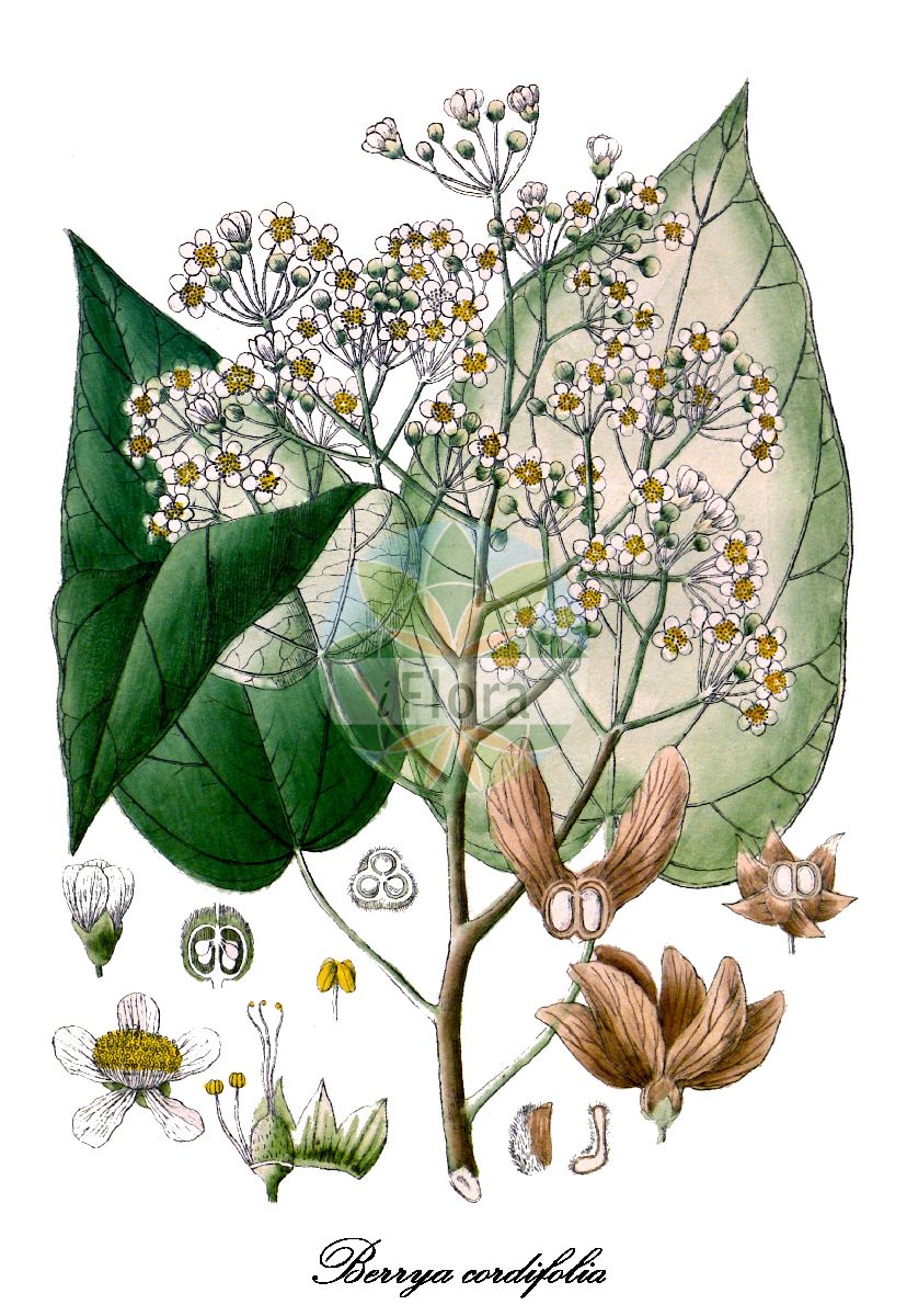 Historische Abbildung von Berrya cordifolia. Das Bild zeigt Blatt, Bluete, Frucht und Same. ---- Historical Drawing of Berrya cordifolia. The image is showing leaf, flower, fruit and seed.(Berrya cordifolia,Berrya,Malvaceae,Malvengewächse,Mallow family,Blatt,Bluete,Frucht,Same,leaf,flower,fruit,seed,Wight (1840-1850))