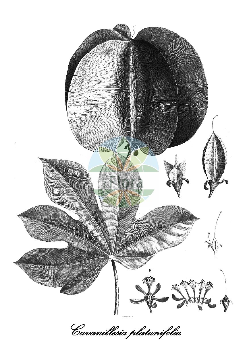 Historische Abbildung von Cavanillesia platanifolia. Das Bild zeigt Blatt, Bluete, Frucht und Same. ---- Historical Drawing of Cavanillesia platanifolia. The image is showing leaf, flower, fruit and seed.(Cavanillesia platanifolia,Cavanillesia,Malvaceae,Malvengewächse,Mallow family,Blatt,Bluete,Frucht,Same,leaf,flower,fruit,seed,von Humboldt et al. (1816-1825))