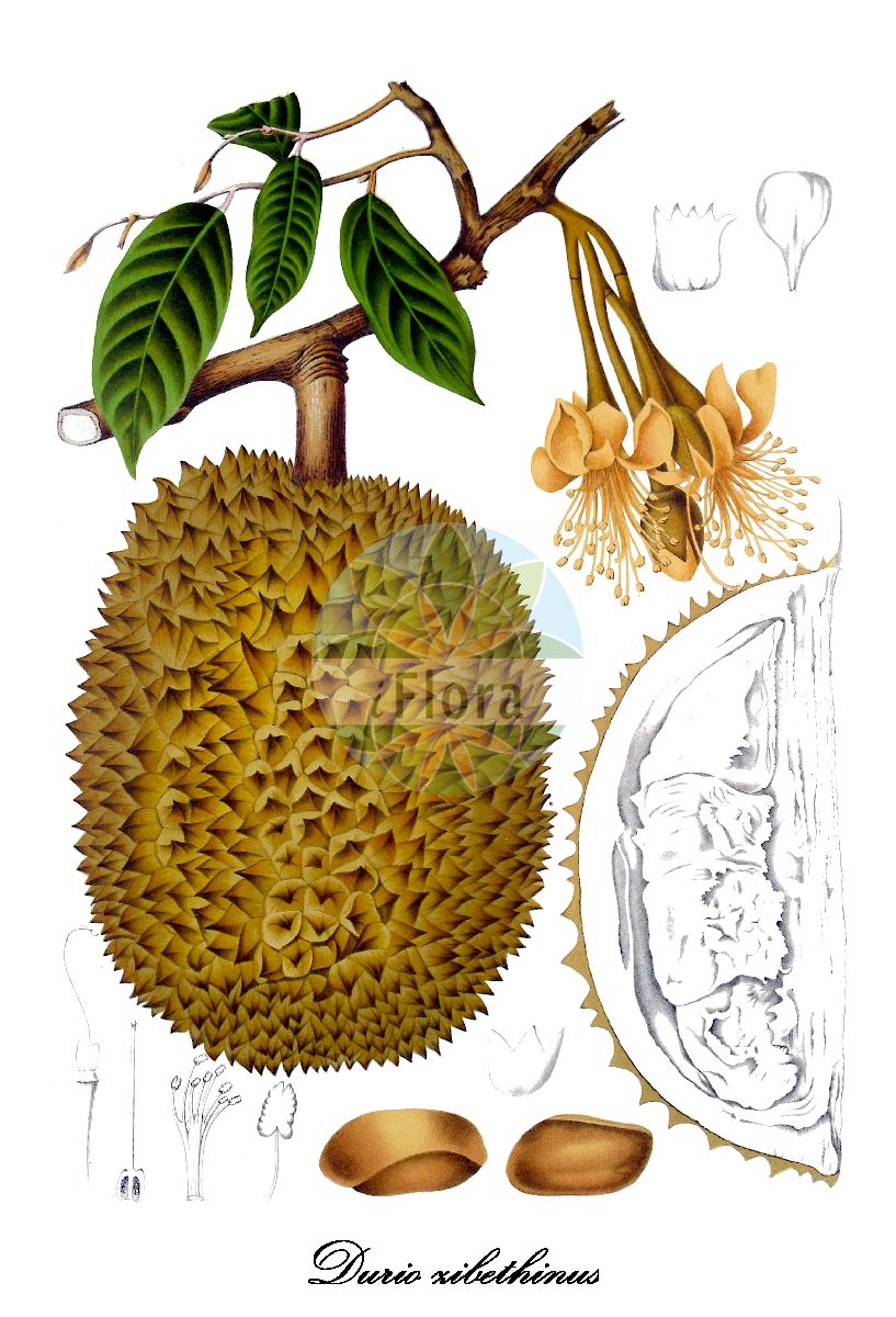 Historische Abbildung von Durio zibethinus. Das Bild zeigt Blatt, Bluete, Frucht und Same. ---- Historical Drawing of Durio zibethinus. The image is showing leaf, flower, fruit and seed.(Durio zibethinus,Durio,Durianbäume,Malvaceae,Malvengewächse,Mallow family,Blatt,Bluete,Frucht,Same,leaf,flower,fruit,seed,van Nooten (1880))