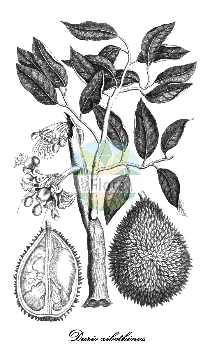 Historische Abbildung von Durio zibethinus. Das Bild zeigt Blatt, Bluete, Frucht und Same. ---- Historical Drawing of Durio zibethinus. The image is showing leaf, flower, fruit and seed.(Durio zibethinus,Durio,Durianbäume,Malvaceae,Malvengewächse,Mallow family,Blatt,Bluete,Frucht,Same,leaf,flower,fruit,seed,Rumphius (1741-1755))