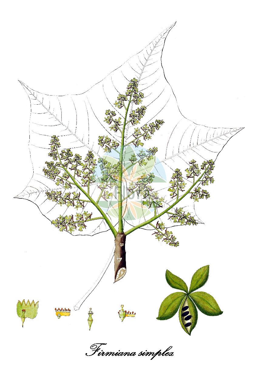 Historische Abbildung von Firmiana simplex (bottle tree). Das Bild zeigt Blatt, Bluete, Frucht und Same. ---- Historical Drawing of Firmiana simplex (bottle tree). The image is showing leaf, flower, fruit and seed.(Firmiana simplex,bottle tree,Firmiana,Sonnenschirmbaum,Malvaceae,Malvengewächse,Mallow family,Blatt,Bluete,Frucht,Same,leaf,flower,fruit,seed,Roxburgh (1795-1819))