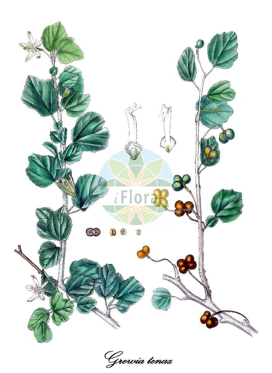 Historische Abbildung von Grewia tenax. Das Bild zeigt Blatt, Bluete, Frucht und Same. ---- Historical Drawing of Grewia tenax. The image is showing leaf, flower, fruit and seed.(Grewia tenax,Chadara tenax,Grewia betulifolia,Grewia chadara,Grewia populifolia,Grewia,Sternbusch,Malvaceae,Malvengewächse,Mallow family,Blatt,Bluete,Frucht,Same,leaf,flower,fruit,seed,Trimen (1893-1898))