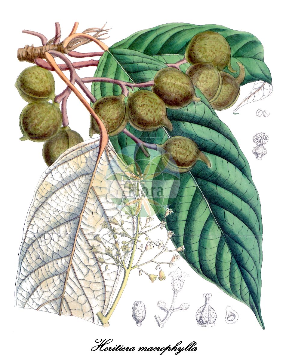 Historische Abbildung von Heritiera macrophylla. Das Bild zeigt Blatt, Bluete, Frucht und Same. ---- Historical Drawing of Heritiera macrophylla. The image is showing leaf, flower, fruit and seed.(Heritiera macrophylla,Heritiera,Heritiera,Malvaceae,Malvengewächse,Mallow family,Blatt,Bluete,Frucht,Same,leaf,flower,fruit,seed,Curtis Botanical Magazine (1891))