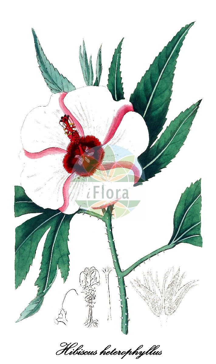 Historische Abbildung von Hibiscus heterophyllus (Toilettenpapierstrauch). Das Bild zeigt Blatt, Bluete, Frucht und Same. ---- Historical Drawing of Hibiscus heterophyllus (Toilettenpapierstrauch). The image is showing leaf, flower, fruit and seed.(Hibiscus heterophyllus,Toilettenpapierstrauch,rosella,Hibiscus,Roseneibisch,Rose-mallow,Malvaceae,Malvengewächse,Mallow family,Blatt,Bluete,Frucht,Same,leaf,flower,fruit,seed,Botanical Register (1815-1828))