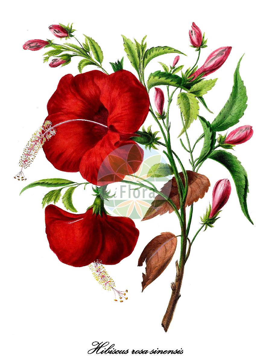 Historische Abbildung von Hibiscus rosa-sinensis (Chinesischer Roseneibisch - Chinese hibiscus). Das Bild zeigt Blatt, Bluete, Frucht und Same. ---- Historical Drawing of Hibiscus rosa-sinensis (Chinesischer Roseneibisch - Chinese hibiscus). The image is showing leaf, flower, fruit and seed.(Hibiscus rosa-sinensis,Chinesischer Roseneibisch,Chinese hibiscus,Hibiscus,Roseneibisch,Rose-mallow,Malvaceae,Malvengewächse,Mallow family,Blatt,Bluete,Frucht,Same,leaf,flower,fruit,seed,Denisse (1843-1846))