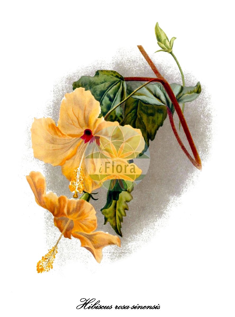 Historische Abbildung von Hibiscus rosa-sinensis (Chinesischer Roseneibisch - Chinese hibiscus). Das Bild zeigt Blatt, Bluete, Frucht und Same. ---- Historical Drawing of Hibiscus rosa-sinensis (Chinesischer Roseneibisch - Chinese hibiscus). The image is showing leaf, flower, fruit and seed.(Hibiscus rosa-sinensis,Chinesischer Roseneibisch,Chinese hibiscus,Hibiscus,Roseneibisch,Rose-mallow,Malvaceae,Malvengewächse,Mallow family,Blatt,Bluete,Frucht,Same,leaf,flower,fruit,seed,The garden (1891))