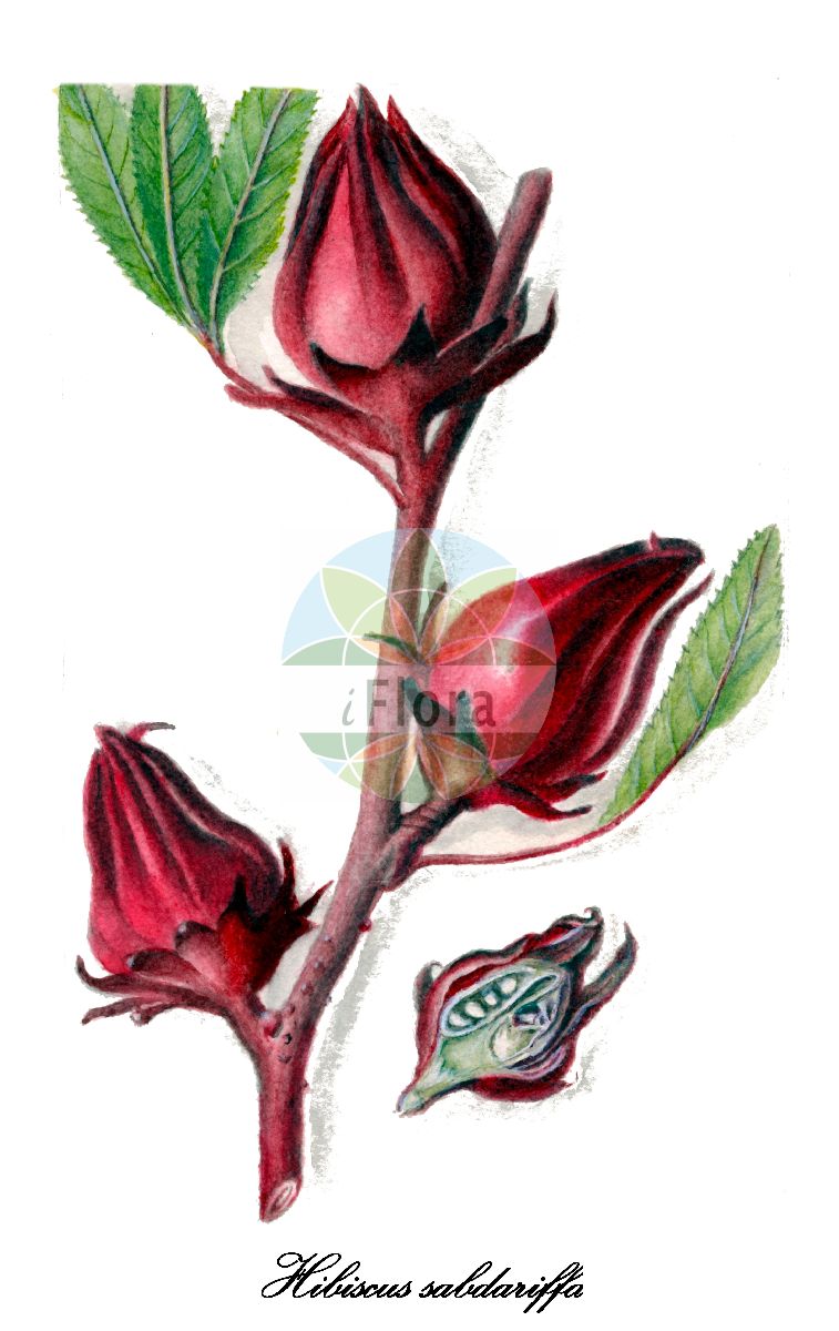 Historische Abbildung von Hibiscus sabdariffa (Rosella-Roseneibisch). Das Bild zeigt Blatt, Bluete, Frucht und Same. ---- Historical Drawing of Hibiscus sabdariffa (Rosella-Roseneibisch). The image is showing leaf, flower, fruit and seed.(Hibiscus sabdariffa,Rosella-Roseneibisch,Hibiscus,Roseneibisch,Rose-mallow,Malvaceae,Malvengewächse,Mallow family,Blatt,Bluete,Frucht,Same,leaf,flower,fruit,seed,USDA Pomological Watercolor Collection (1872-1948))